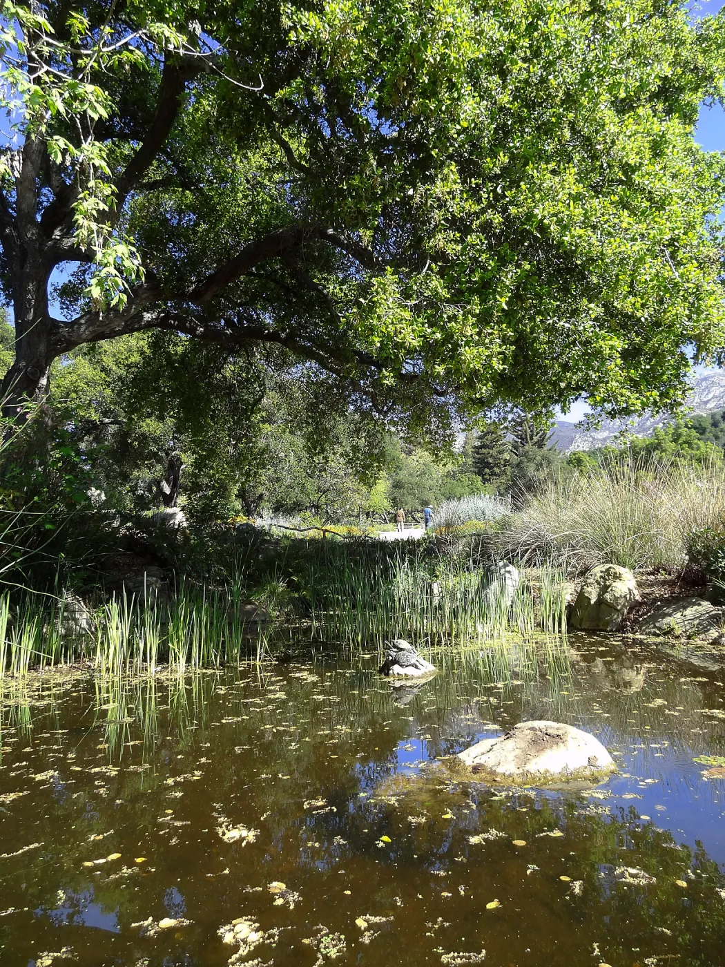Meadow Pond, turtles, Meadow Oaks, SBBG