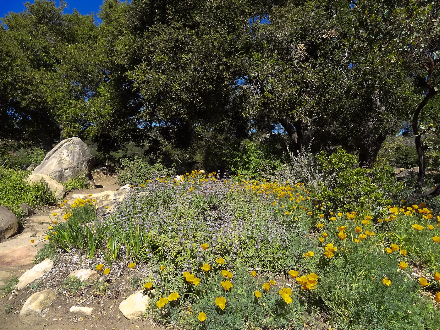 Meadow Oaks, SBBG