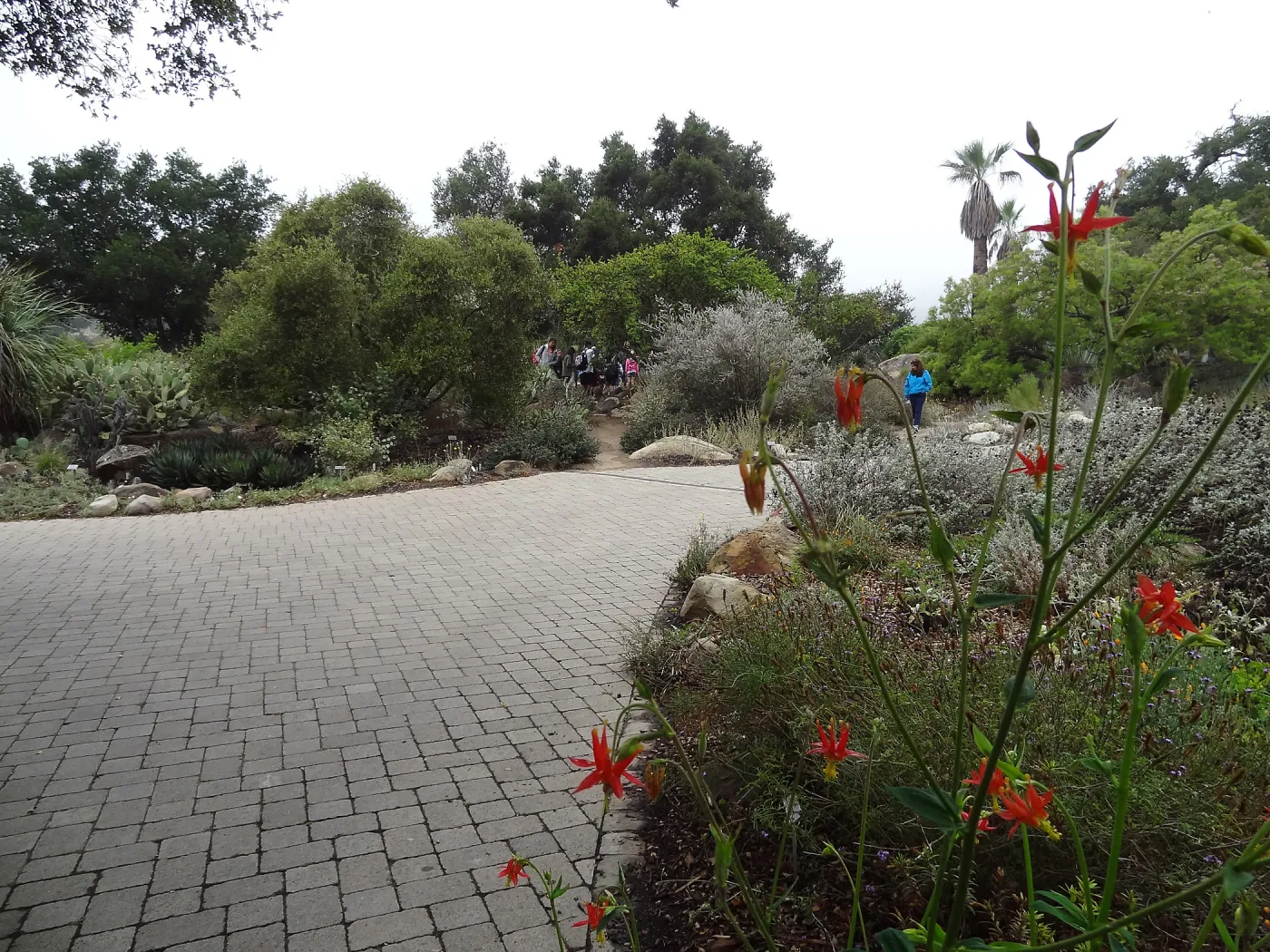 SBBG lower Meadow border display, student group in the Desert Section, SBBG