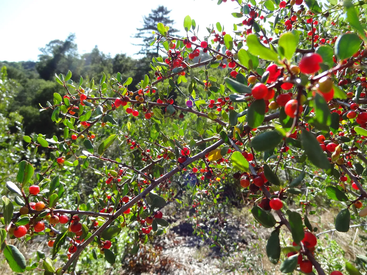 red berries, Rhamnus, Porter Trail, SBBG