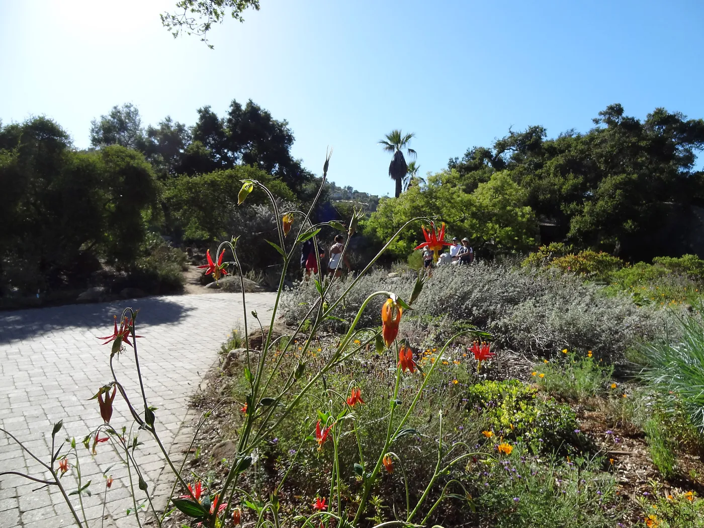lower Meadow in bloom, SBBG, visitors on entrance path