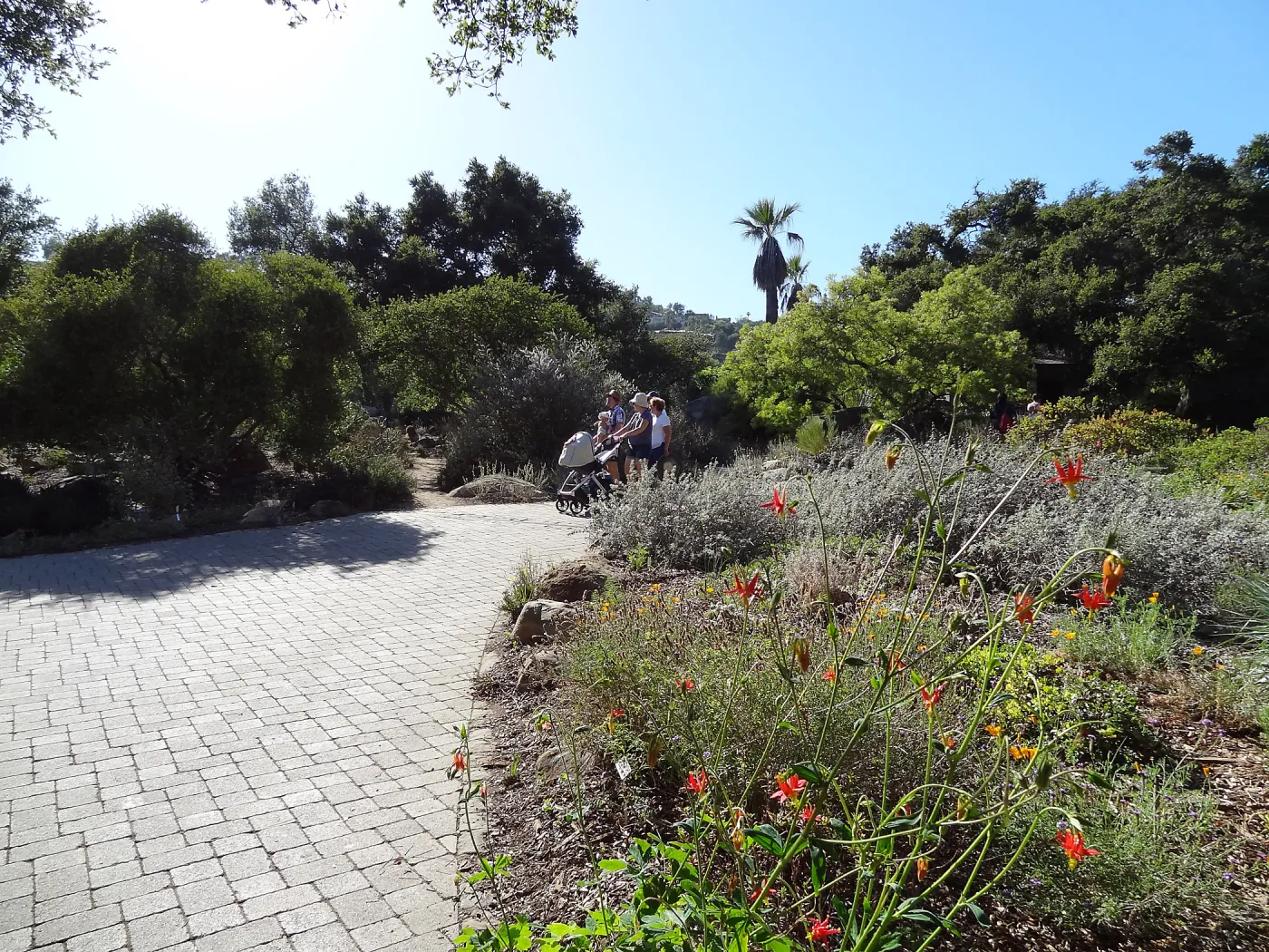 lower Meadow in bloom, SBBG, visitors on entrance path
