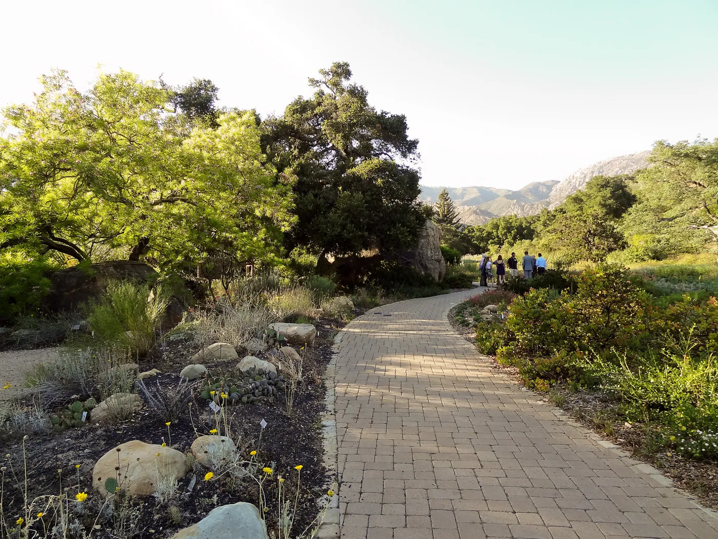 SBBG hosts Santa Barbara Chamber of Commerce Mixer, June 2013, Garden Tour, visitors walking by the Blaksley Boulder