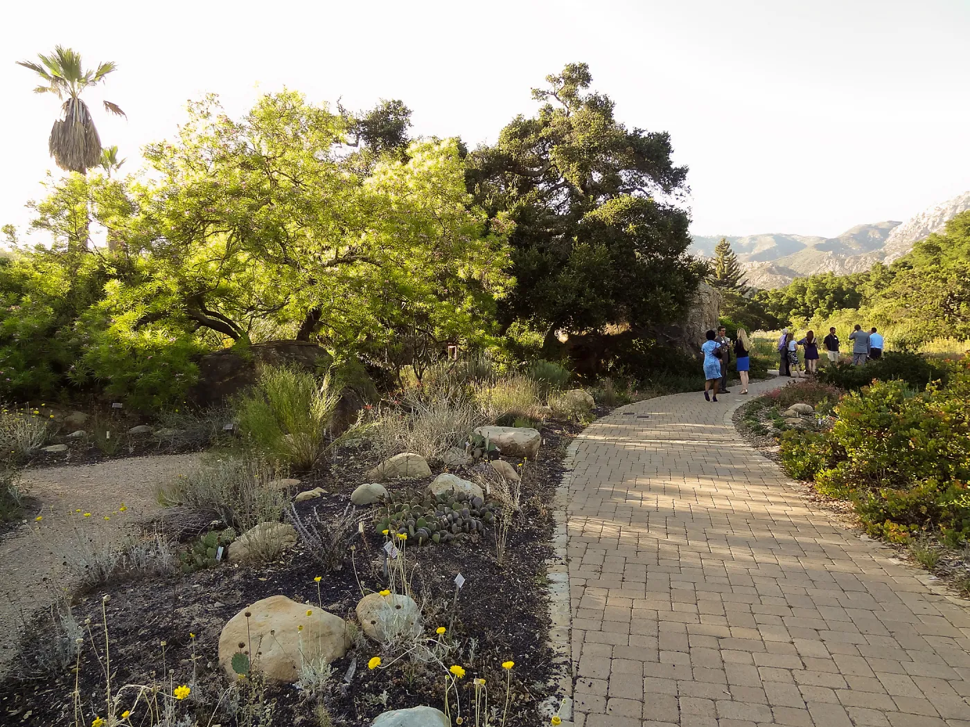 SBBG hosts Santa Barbara Chamber of Commerce Mixer, June 2013, Garden Tour, visitors walking by the Blaksley Boulder