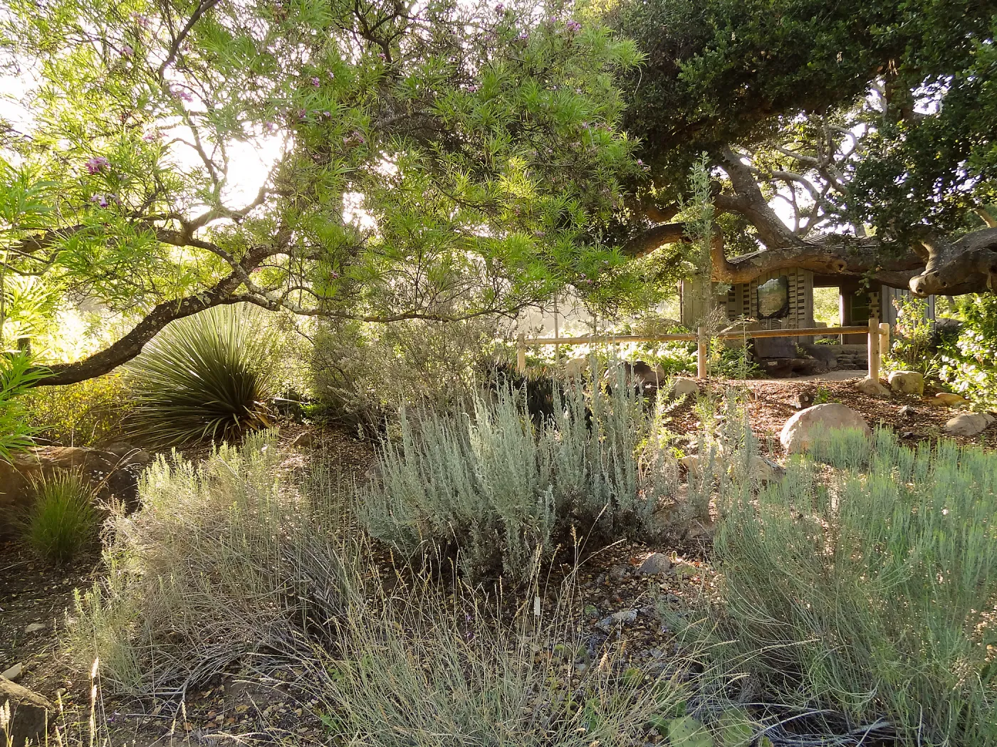 Desert Section, view to Information Kiosk, SBBG
