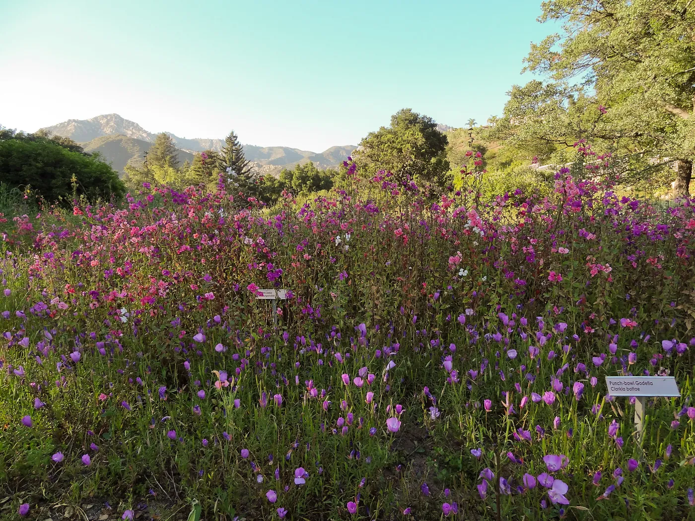 wildflowers in the Meadow, Clarkia