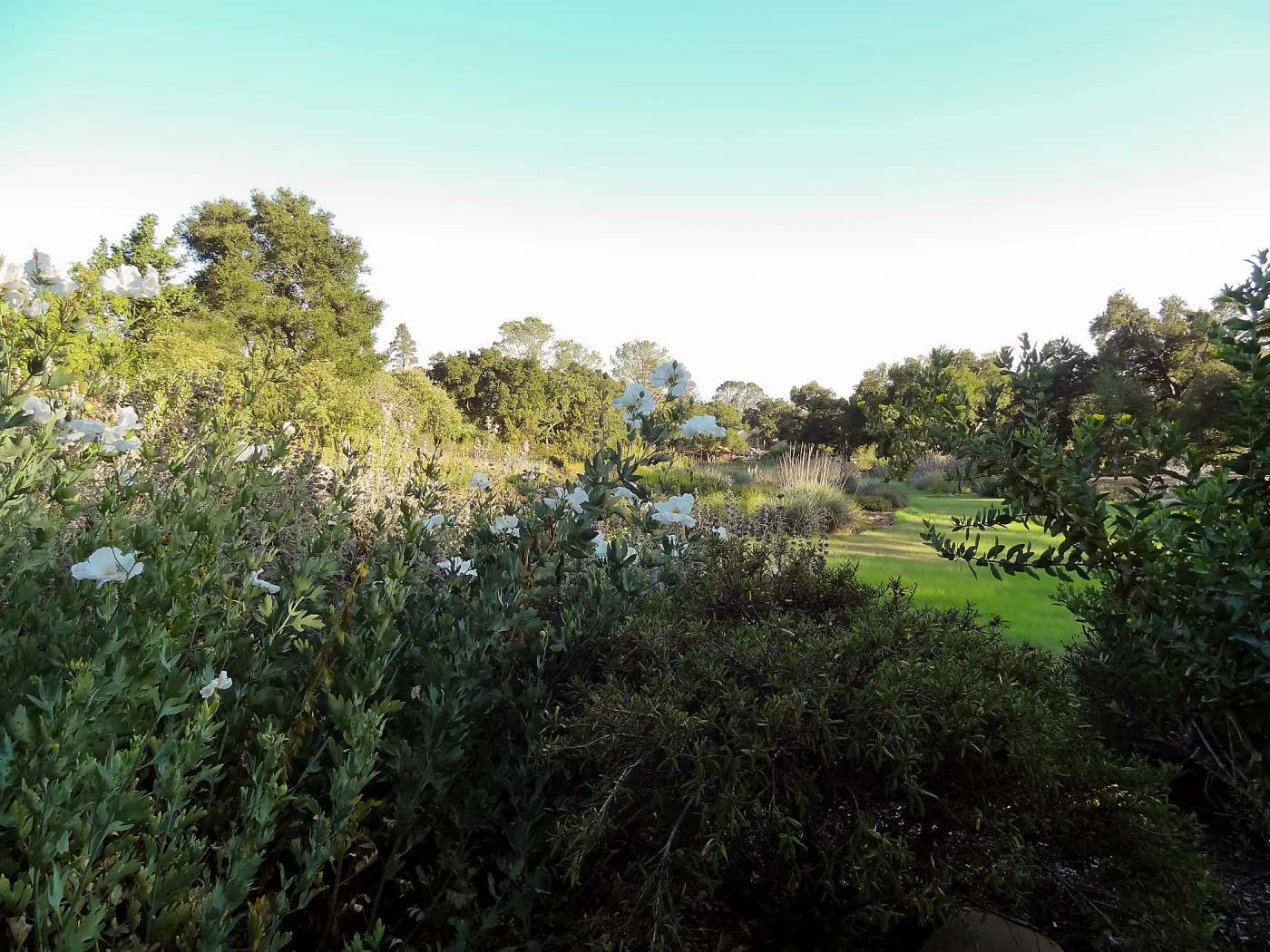 Matillija poppies in bloom, top of the Meadow, SBBG