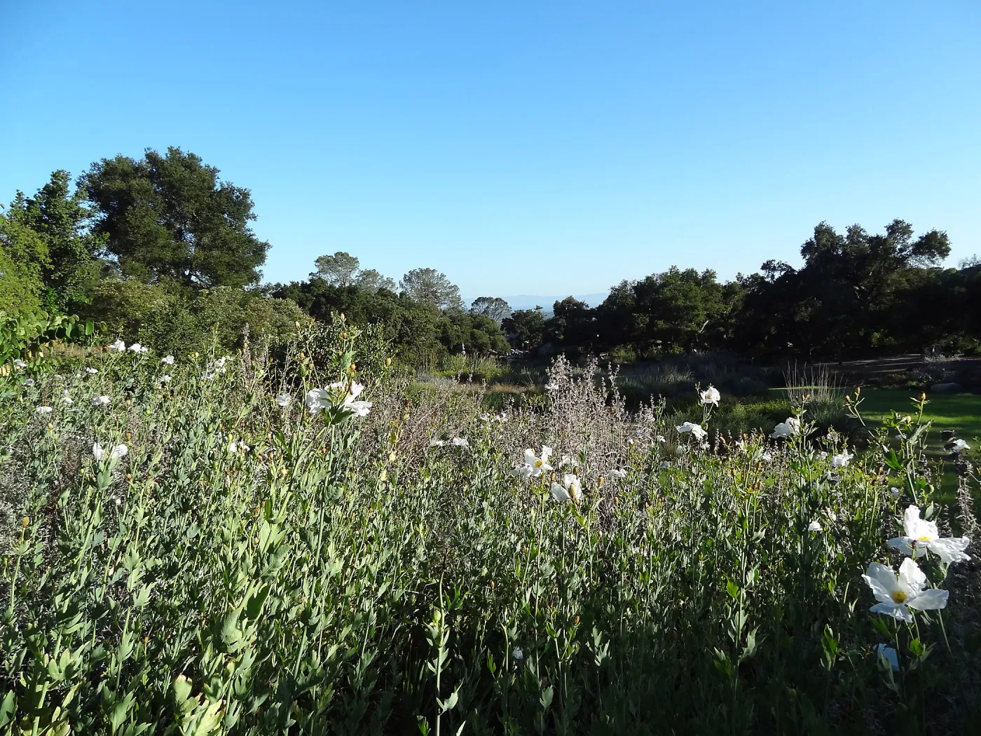 Matillija poppies in bloom, top of the Meadow, SBBG