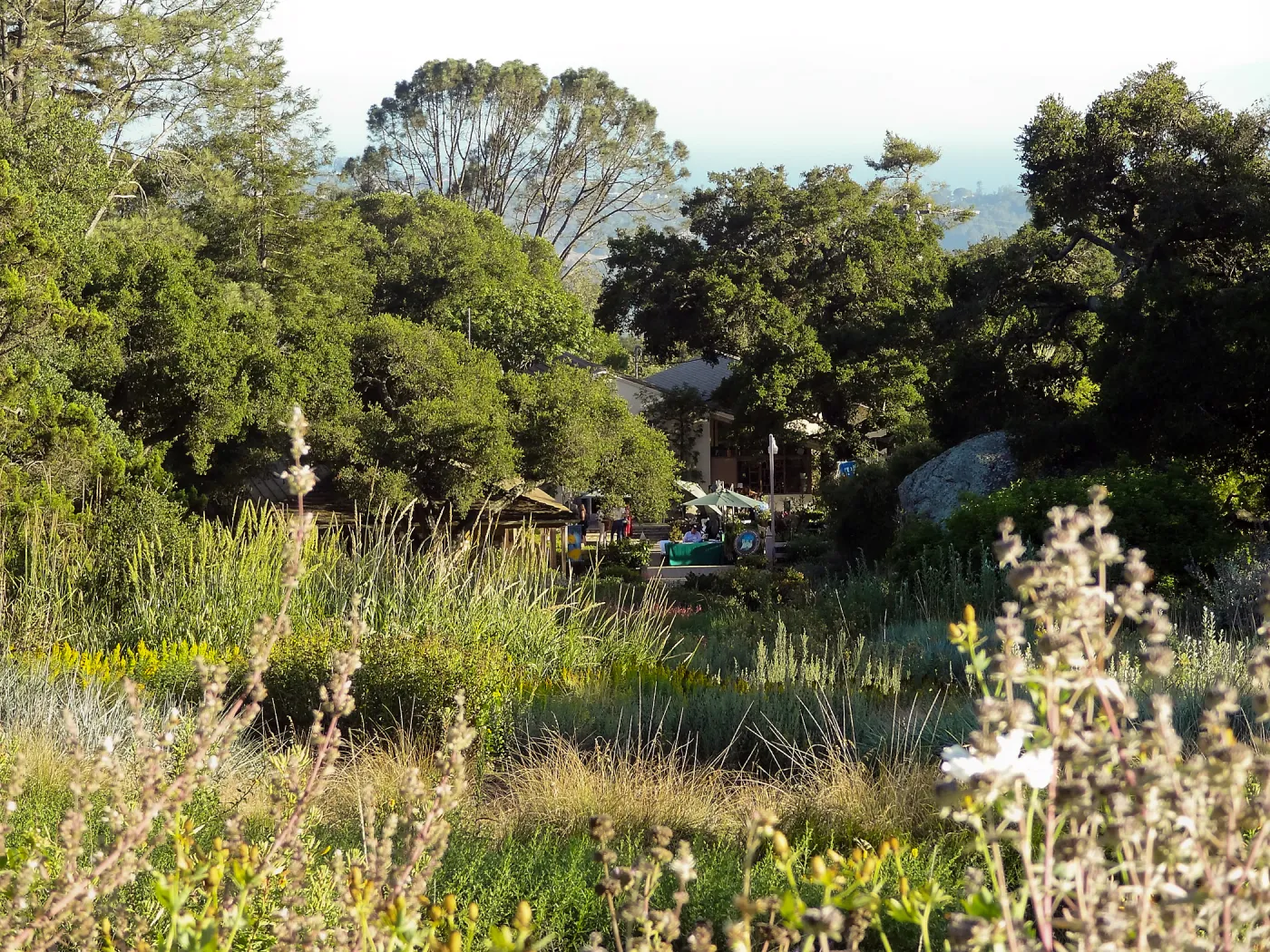 View from top of Meadow to the Courtyard and Blaksley Library, SBBG