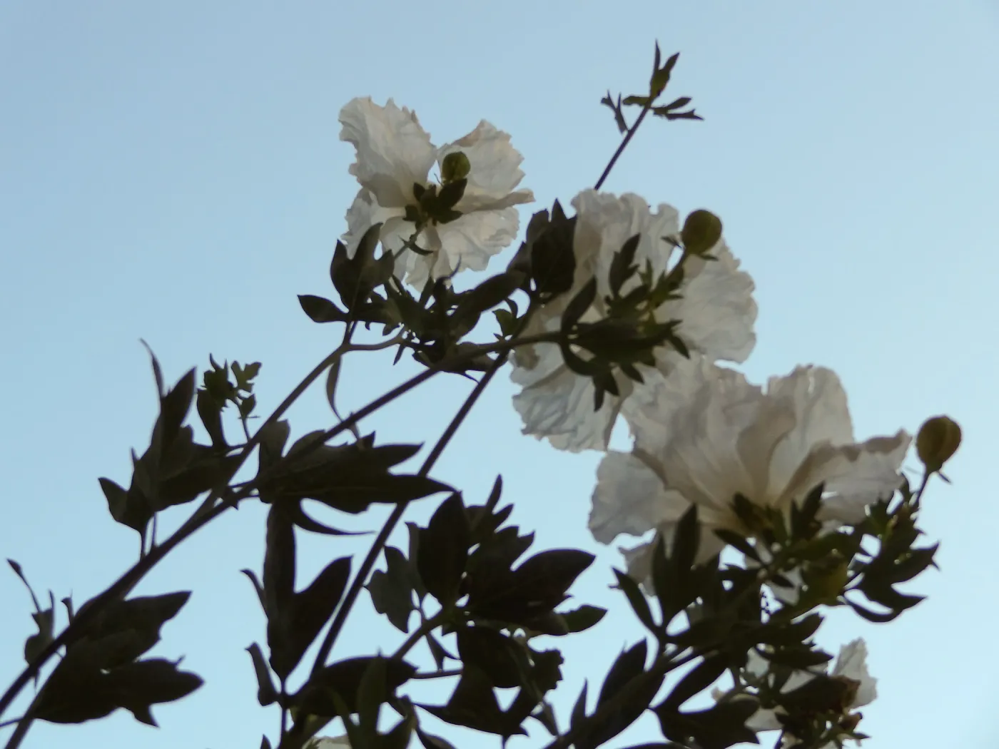 Matillija poppies in bloom, top of the Meadow, SBBG