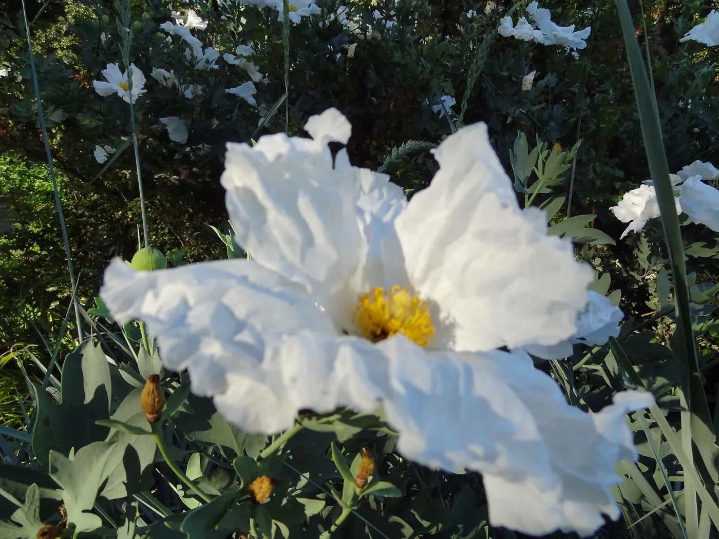 Matillija poppies in bloom, top of the Meadow, SBBG
