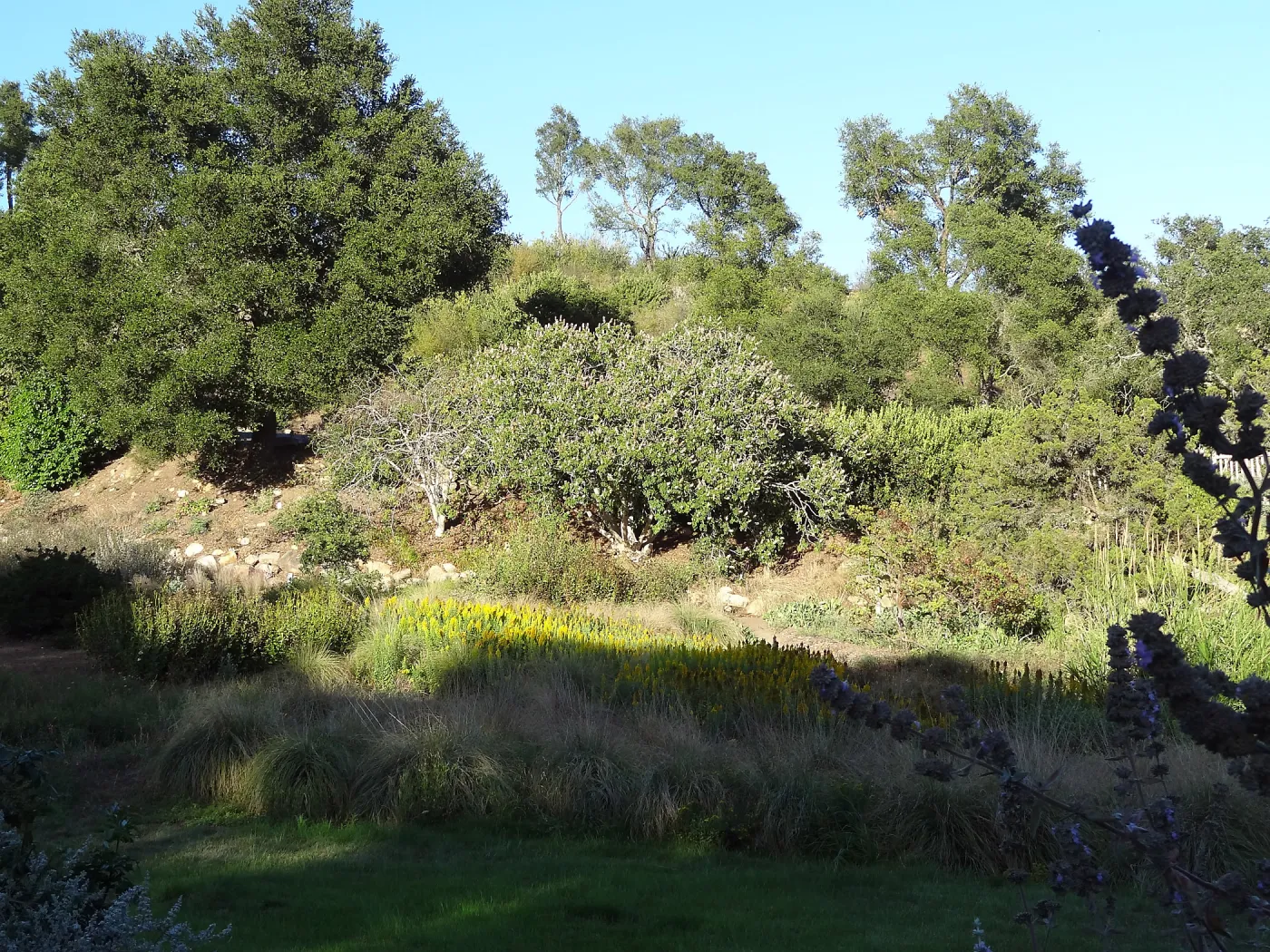Afternoon in the Meadow, SBBG