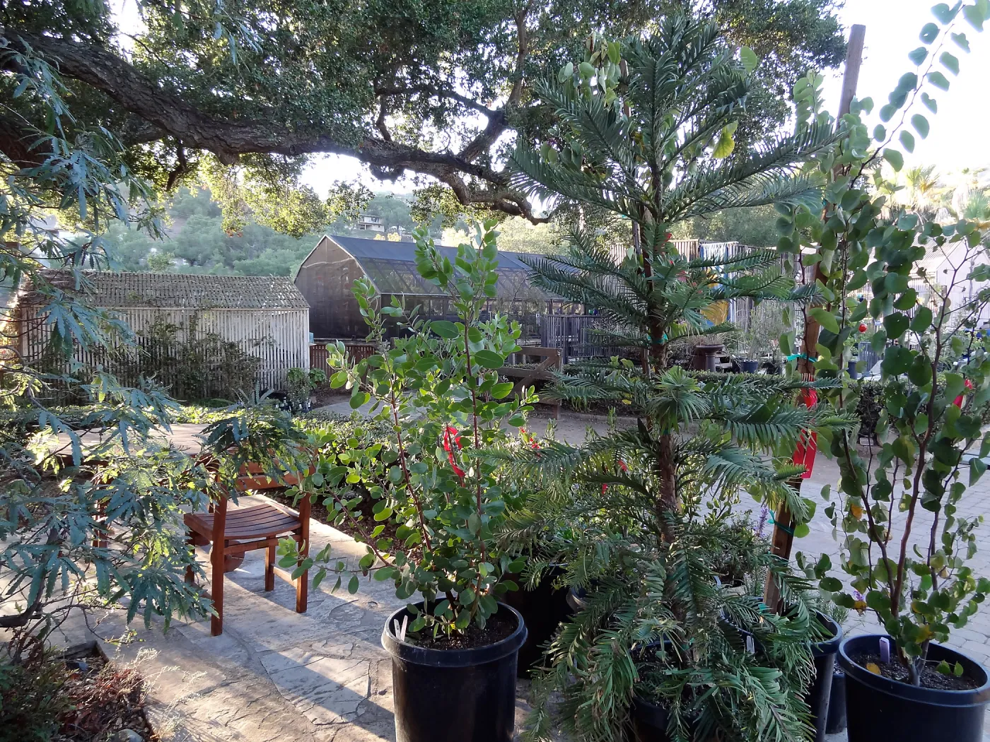 SBBG Fall Plant Sale 2013 set up in the Garden Courtyard and Garden Growers Nursery