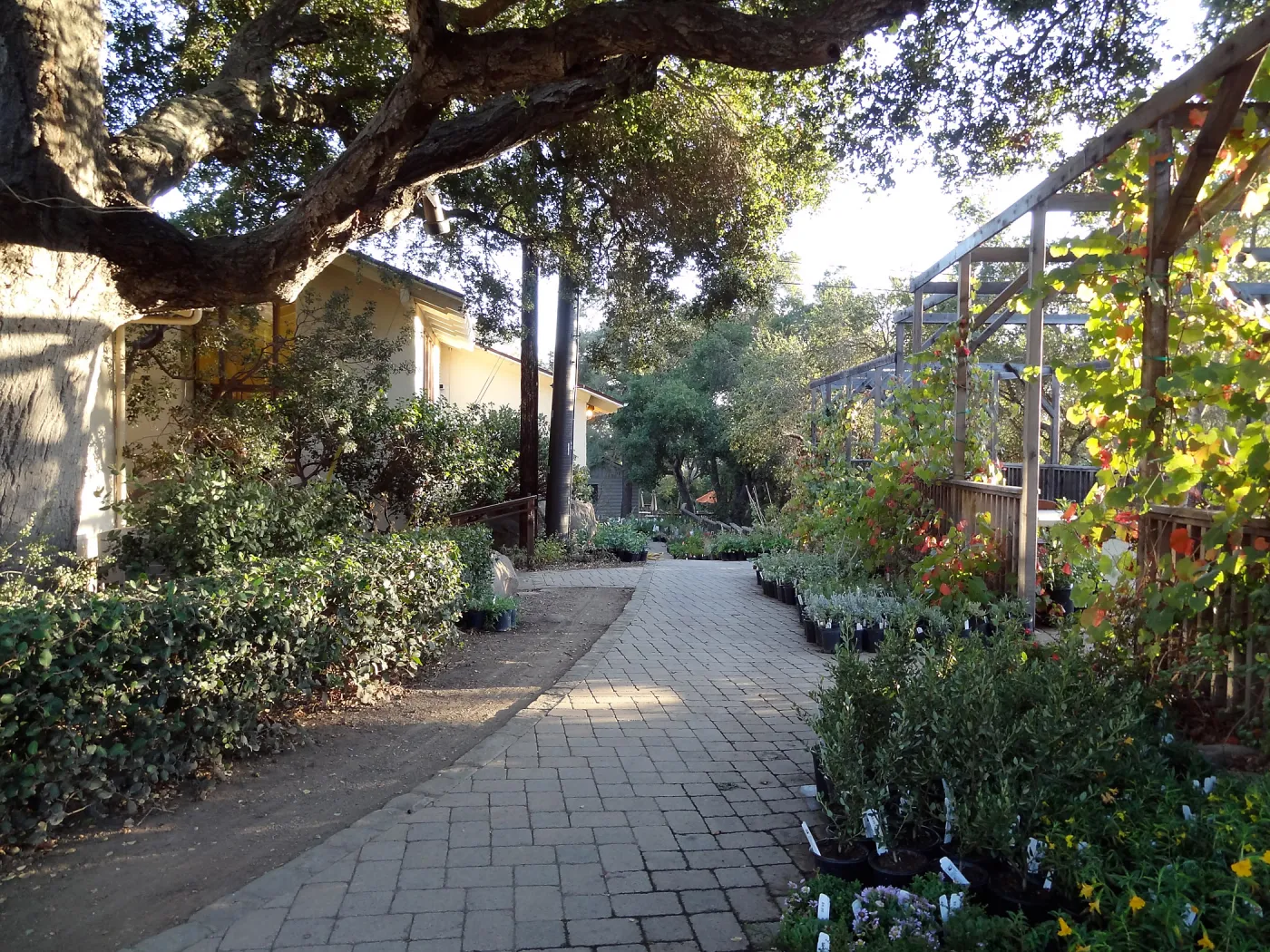 SBBG Fall Plant Sale 2013 set up in the Garden Courtyard and Garden Growers Nursery