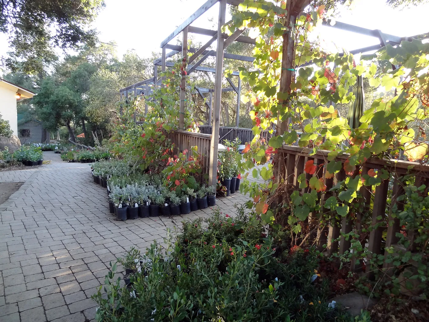 SBBG Fall Plant Sale 2013 set up in the Garden Courtyard and Garden Growers Nursery