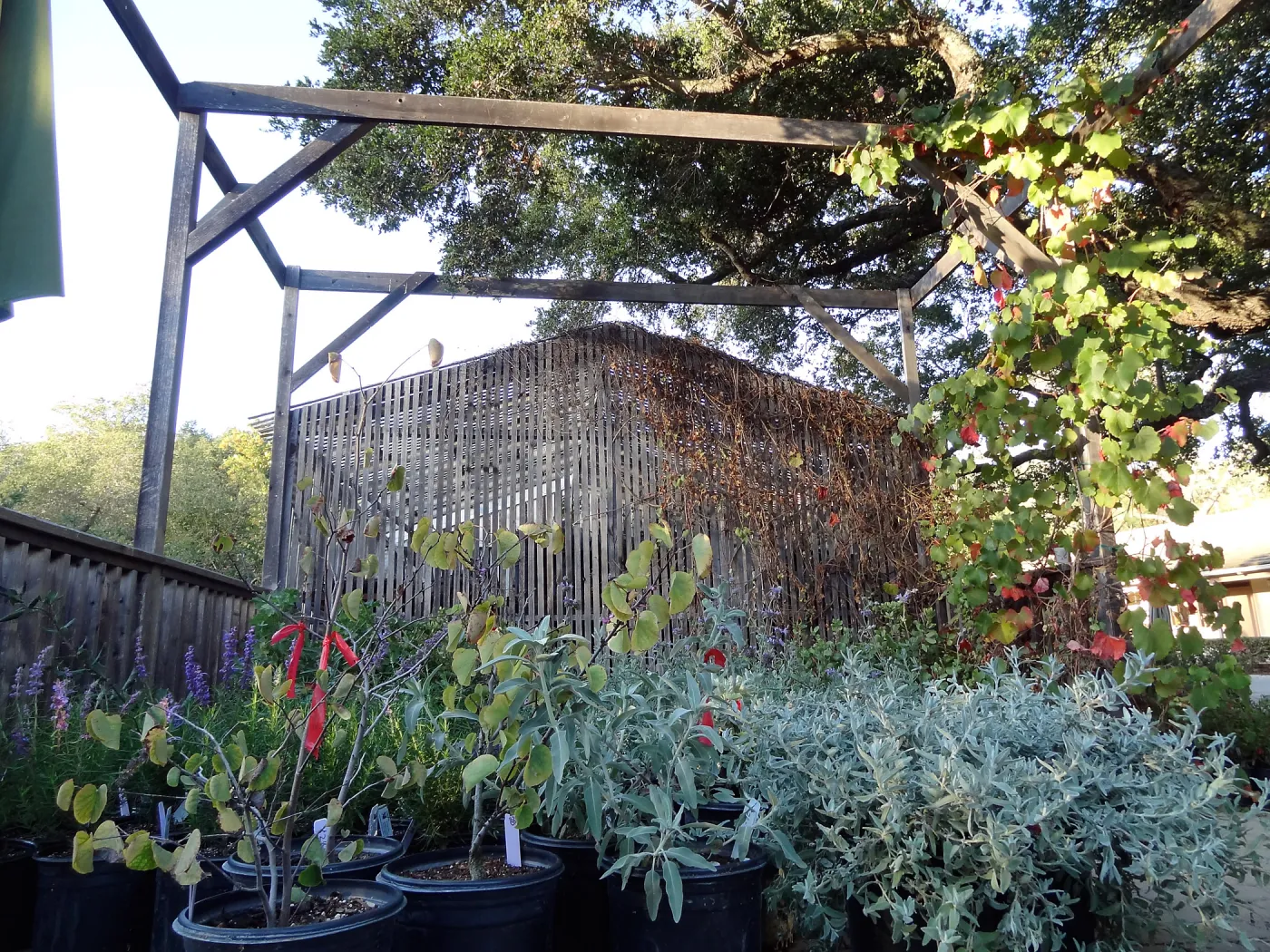 SBBG Fall Plant Sale 2013 set up in the Garden Courtyard and Garden Growers Nursery