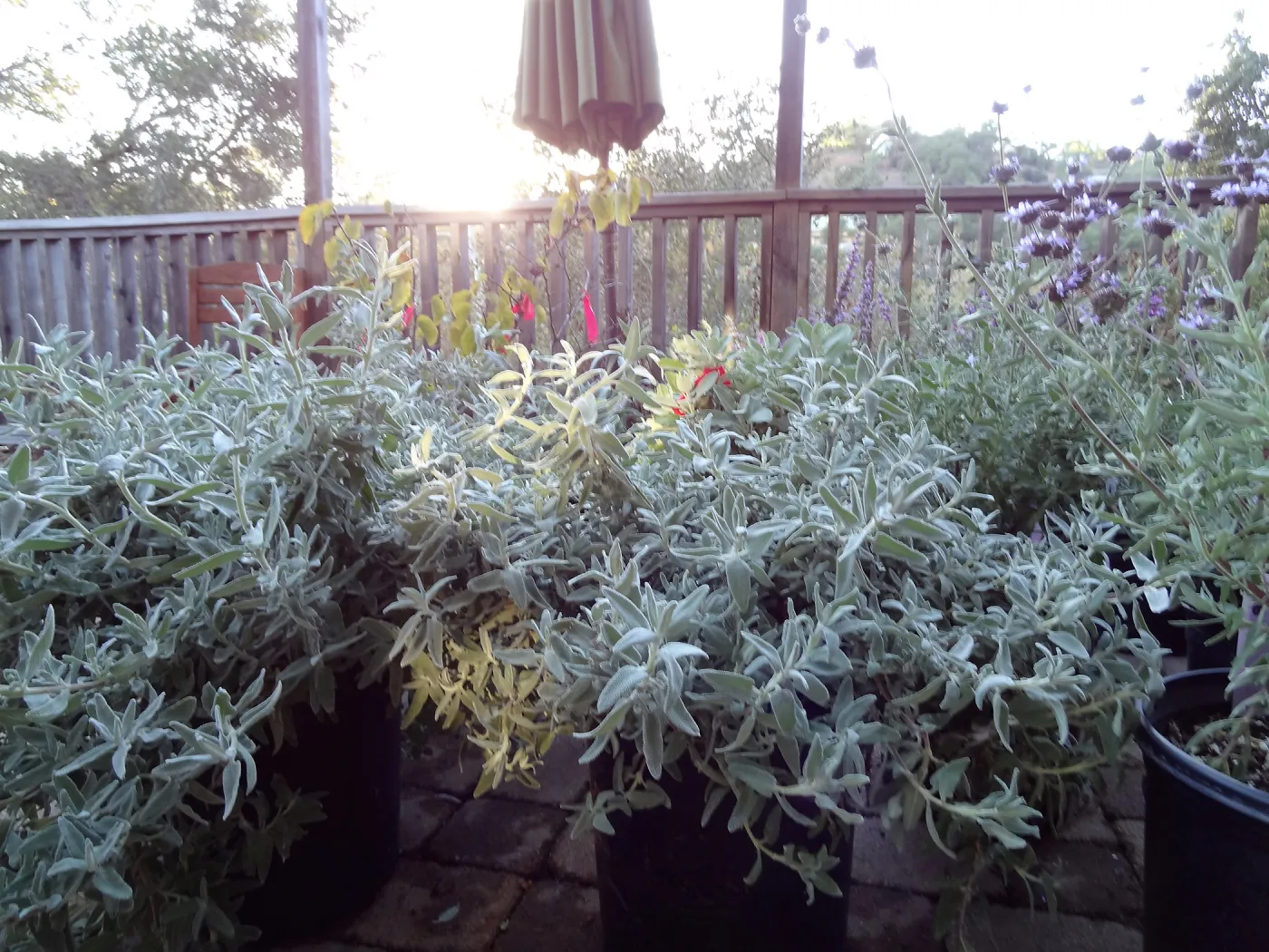 SBBG Fall Plant Sale 2013 set up in the Garden Courtyard and Garden Growers Nursery