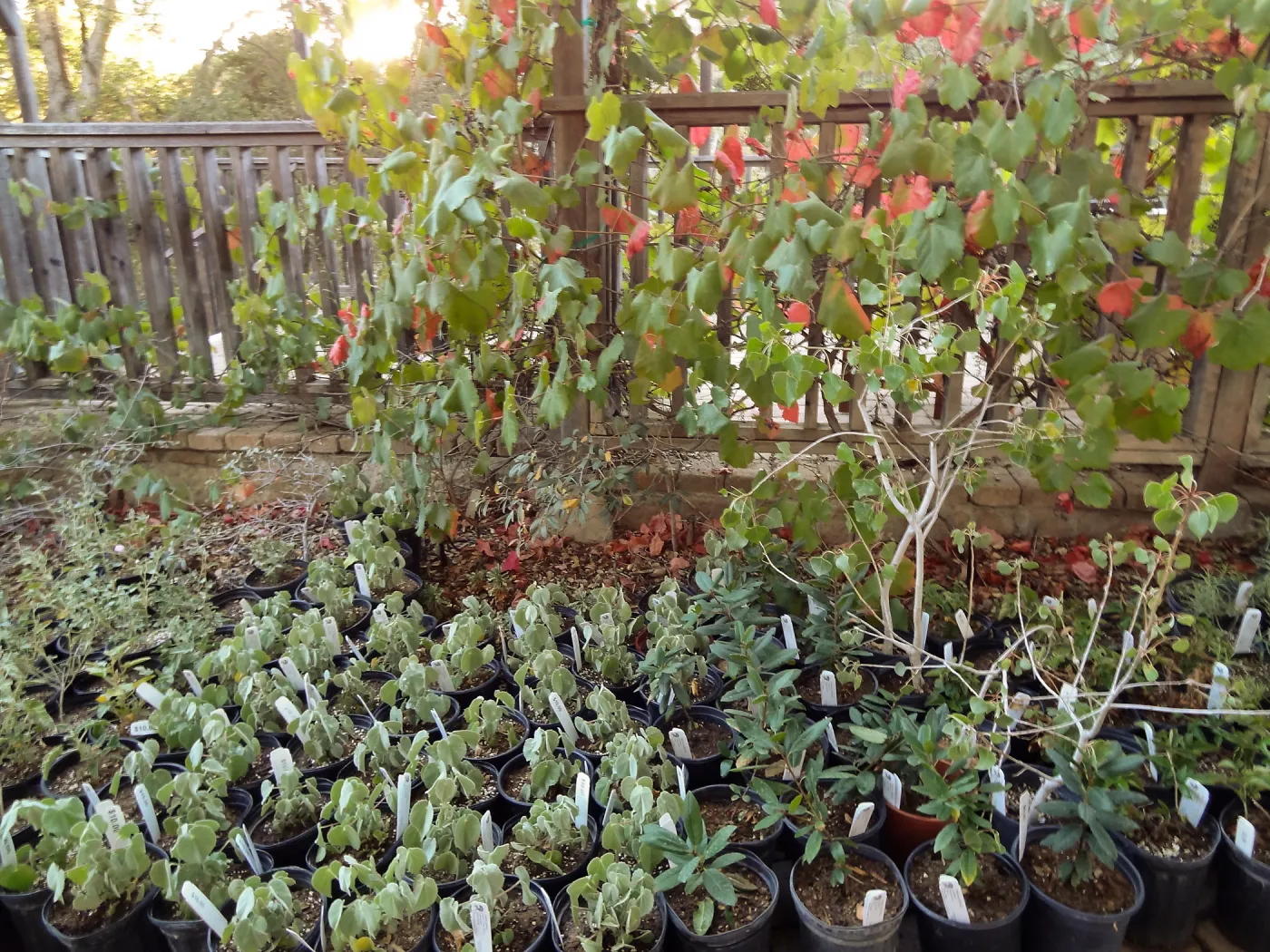 SBBG Fall Plant Sale 2013 set up in the Garden Courtyard and Garden Growers Nursery