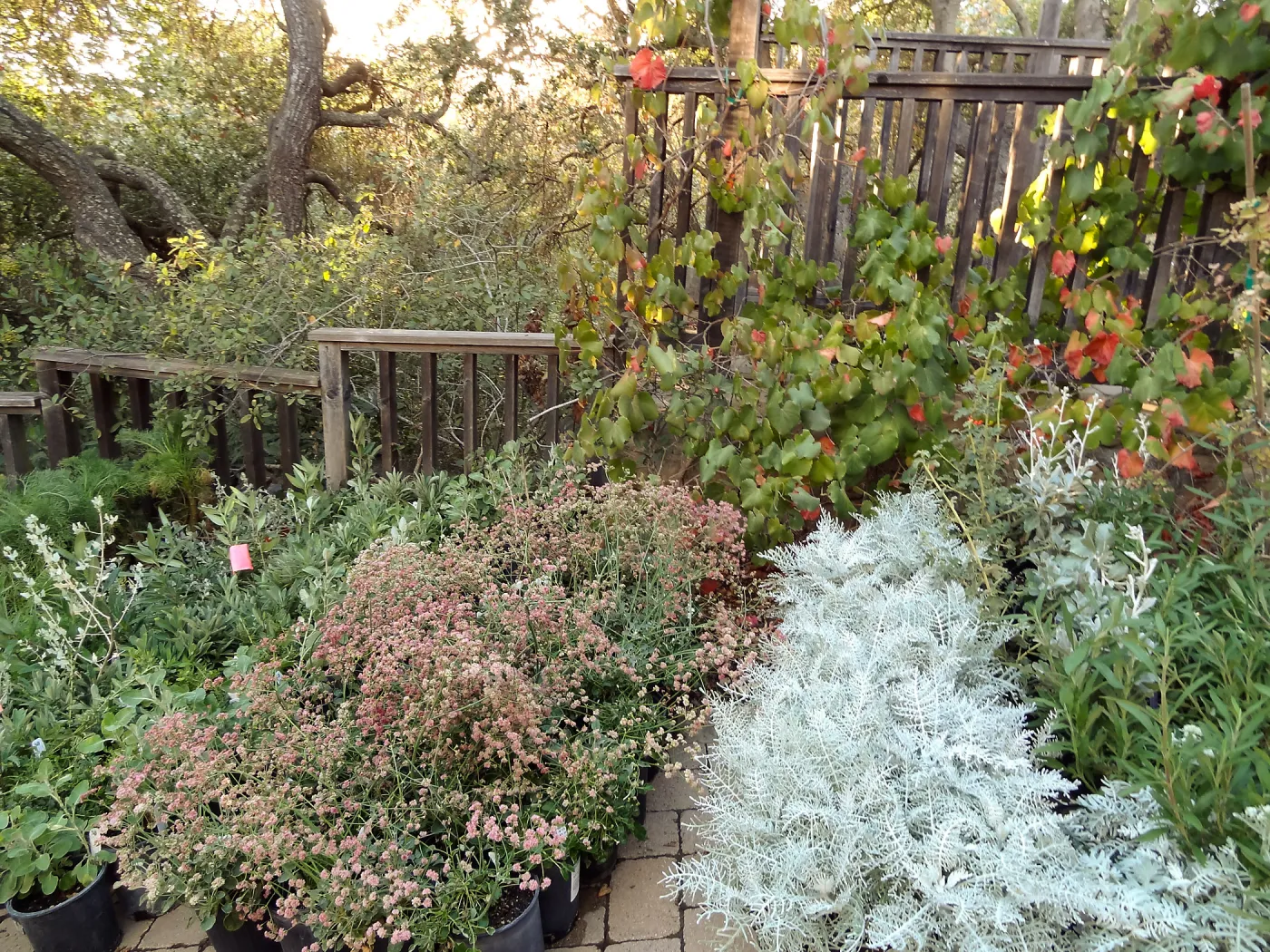 SBBG Fall Plant Sale 2013 set up in the Garden Courtyard and Garden Growers Nursery