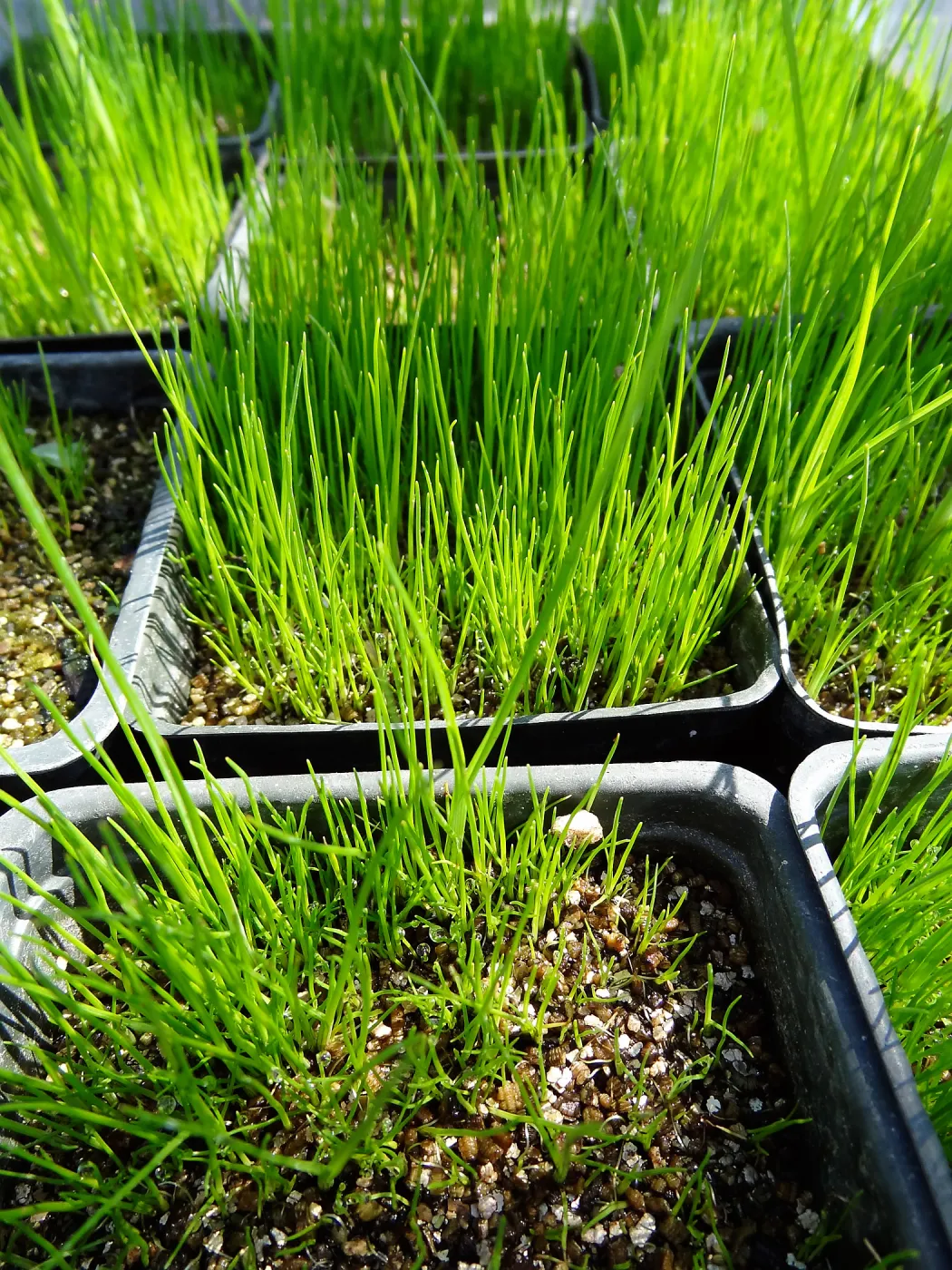SBBG Horticulture, plant propagation at the Hort unit