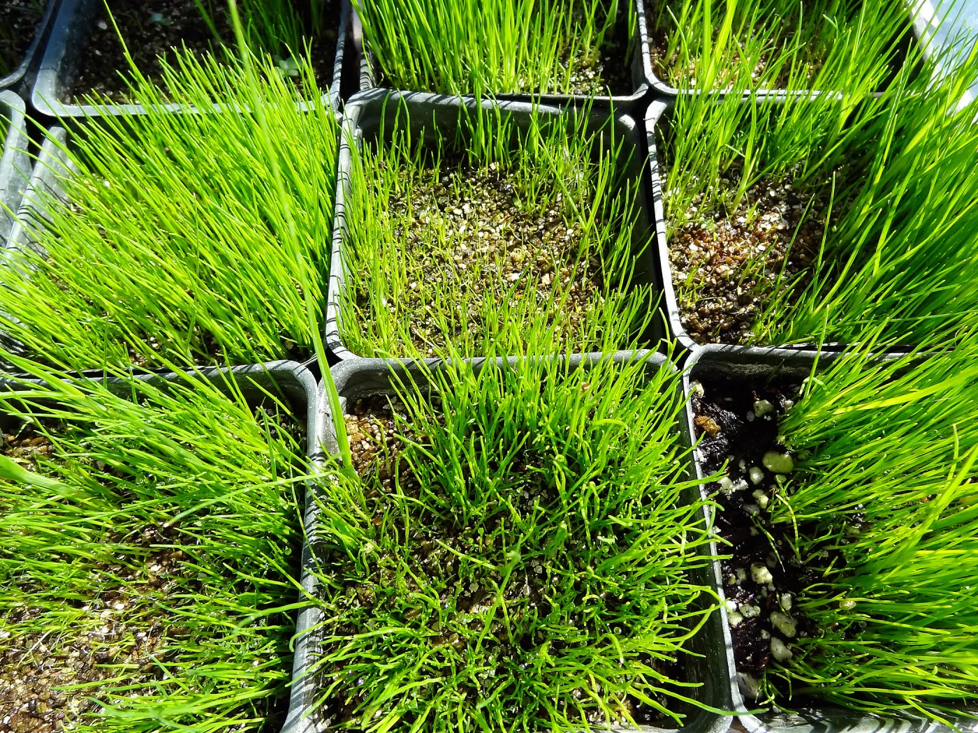 SBBG Horticulture, plant propagation at the Hort unit