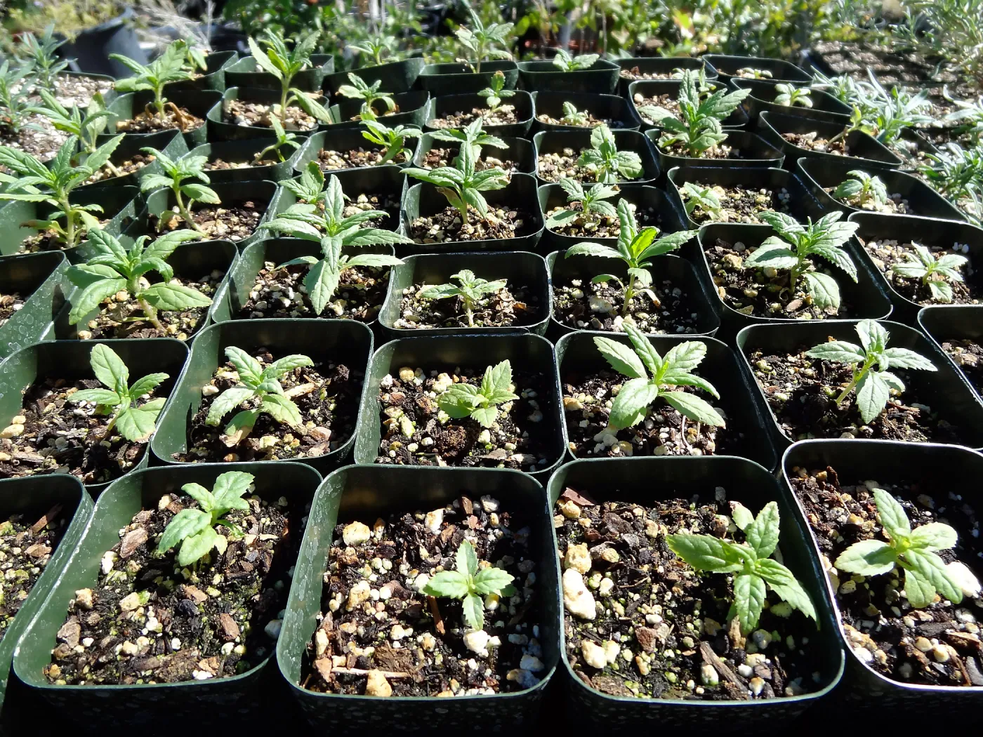 SBBG Horticulture, plant propagation at the Hort unit