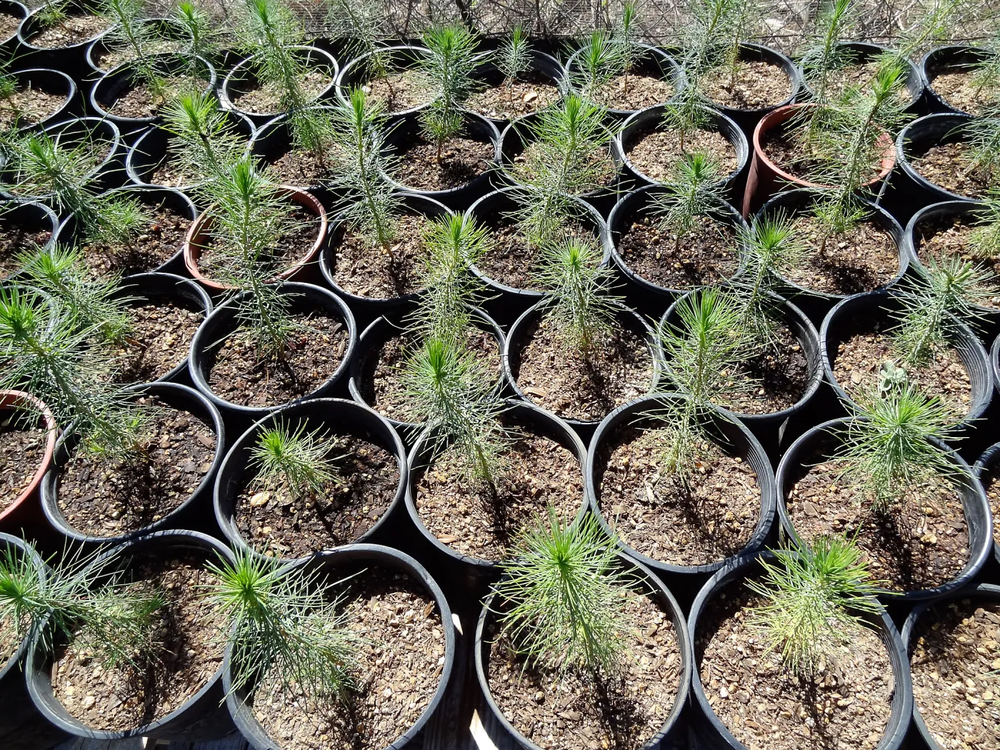 SBBG Horticulture, plant propagation at the Hort unit