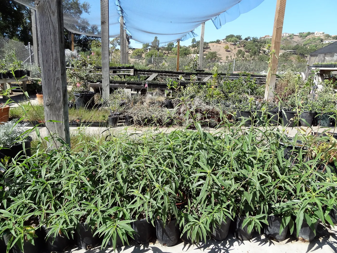 SBBG Horticulture, plant propagation at the Hort unit