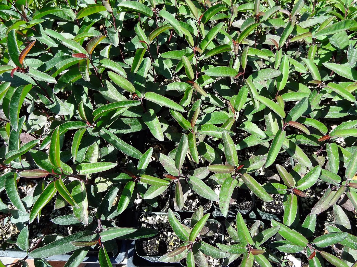 SBBG Horticulture, plant propagation at the Hort unit