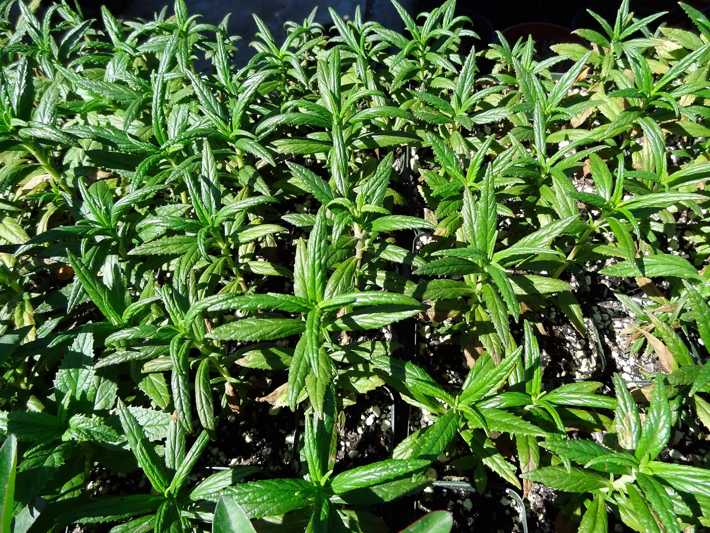 SBBG Horticulture, plant propagation at the Hort unit