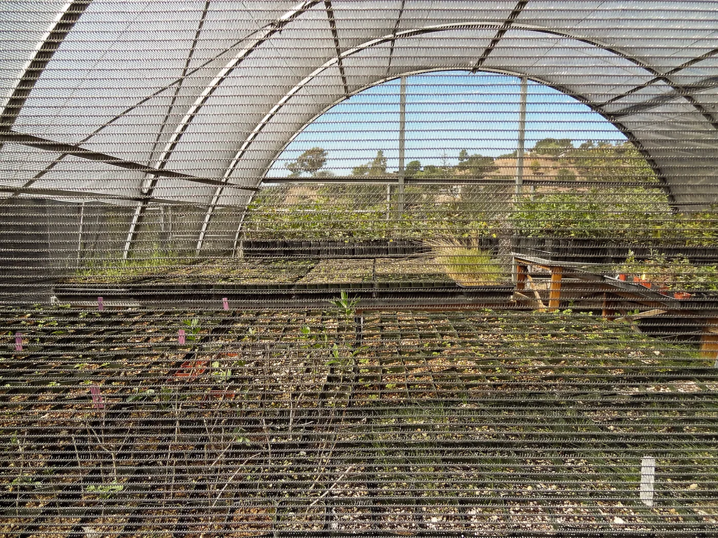 SBBG Horticulture, plant propagation at the Hort unit