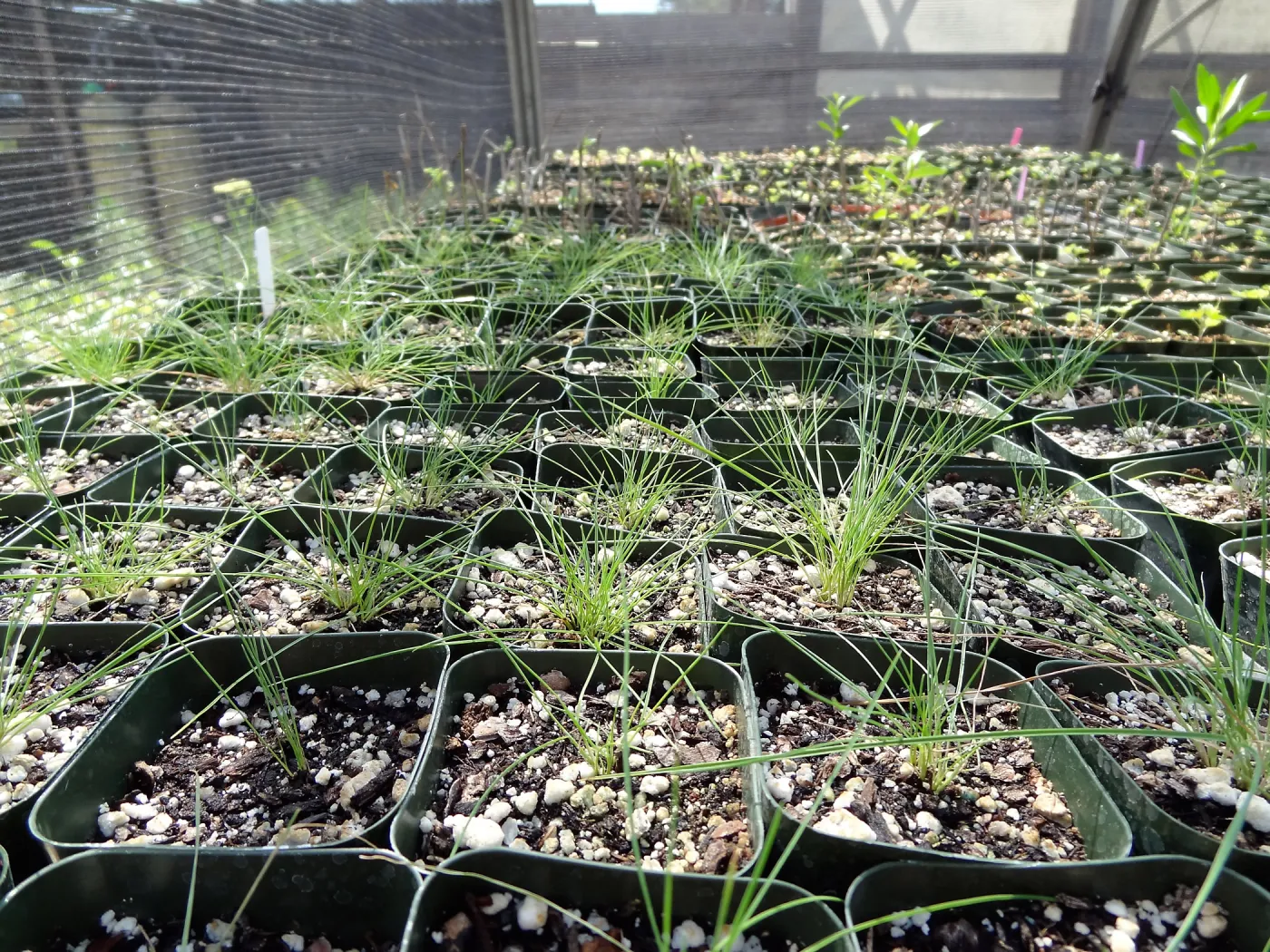 SBBG Horticulture, plant propagation at the Hort unit