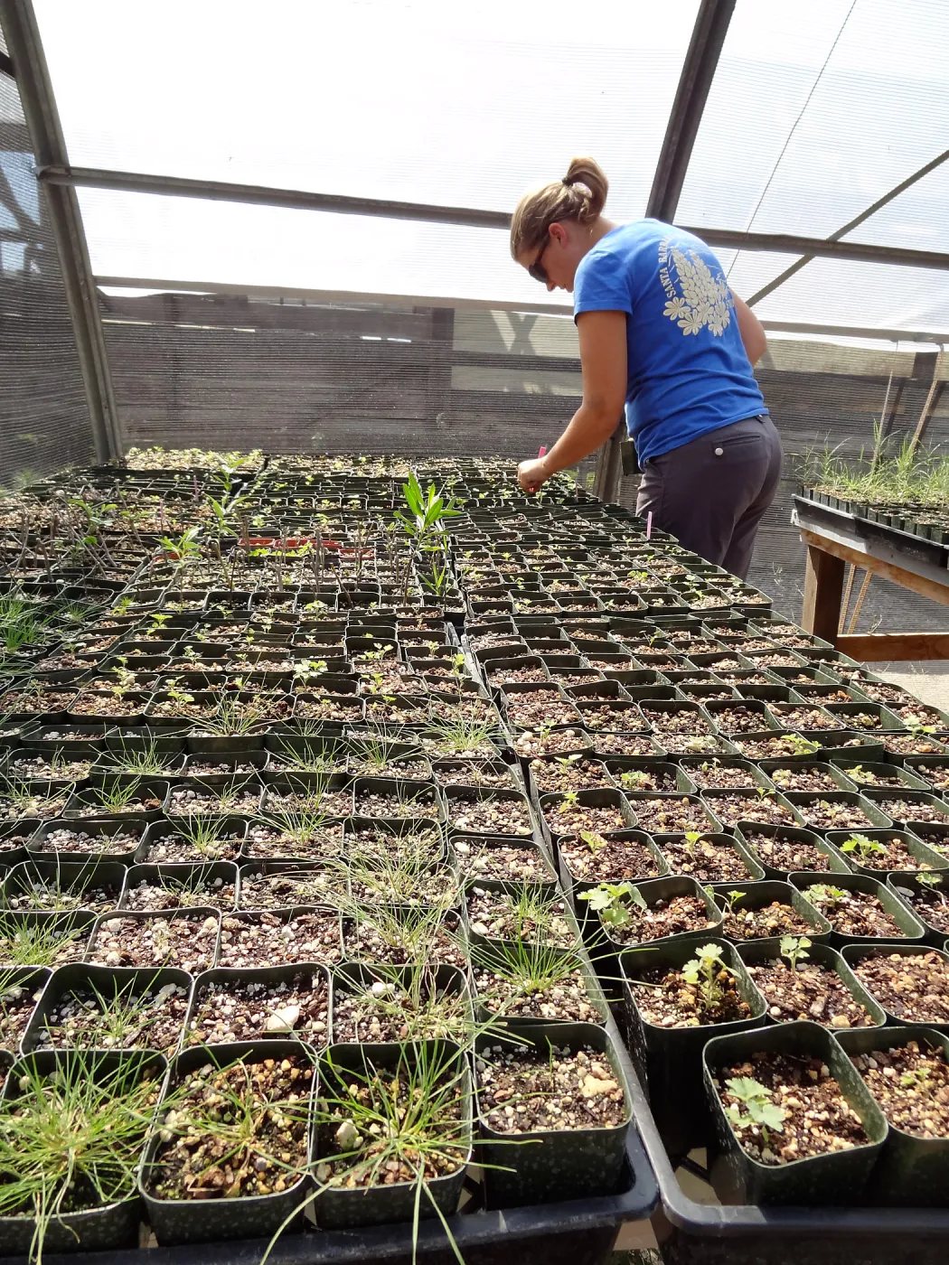 SBBG Horticulture, plant propagation at the Hort unit, Heather Wehnau