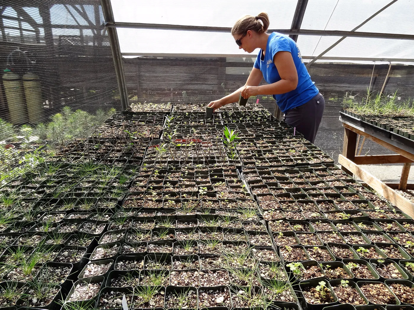 SBBG Horticulture, plant propagation at the Hort unit, Heather Wehnau