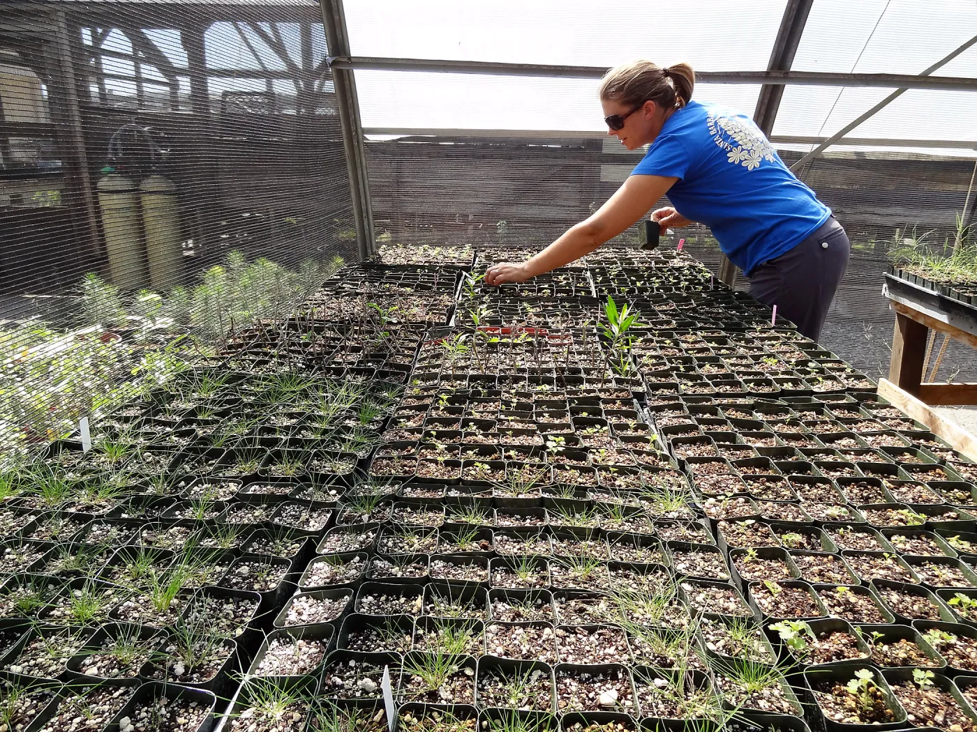 SBBG Horticulture, plant propagation at the Hort unit, Heather Wehnau