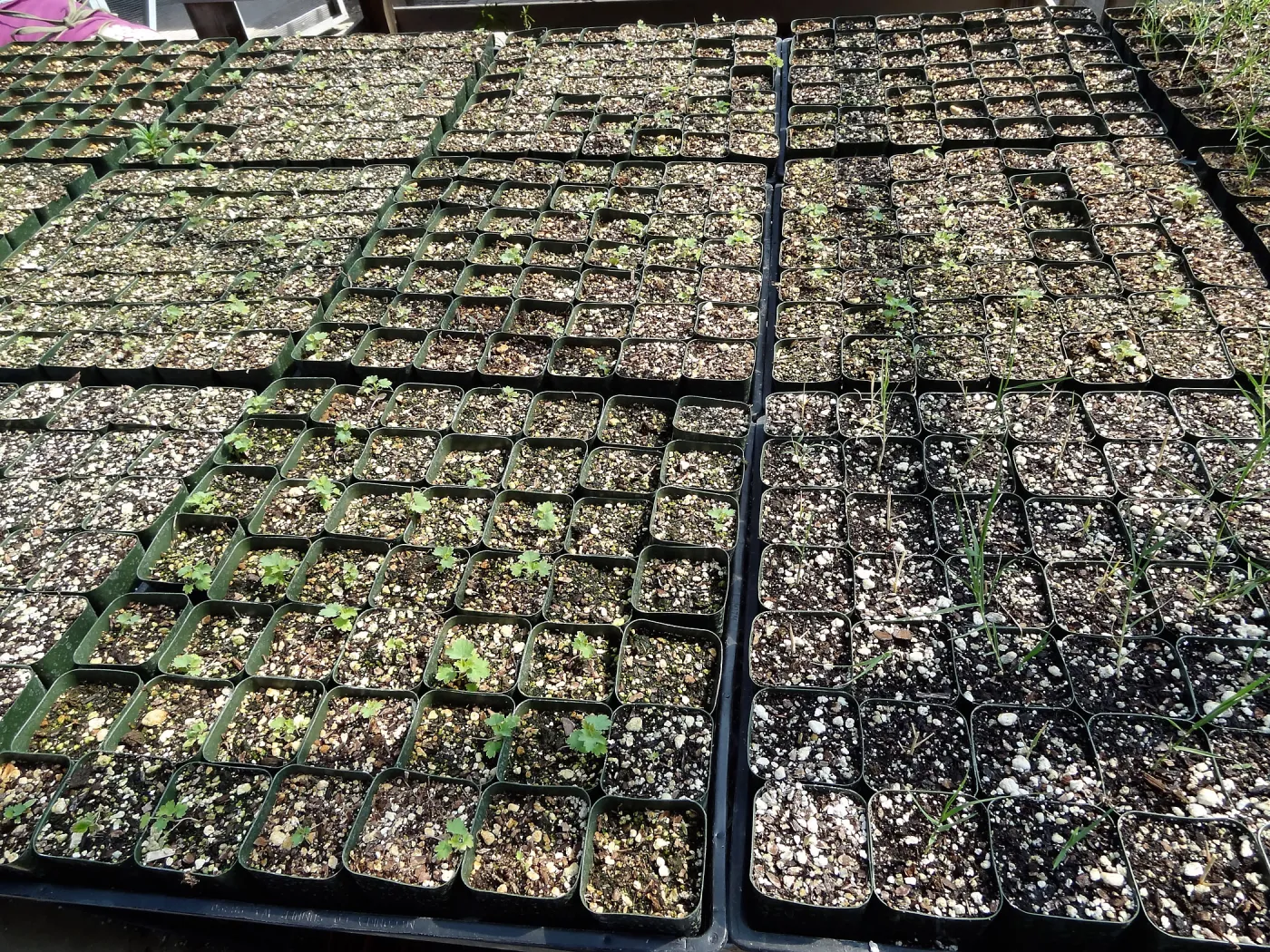 SBBG Horticulture, plant propagation at the Hort unit