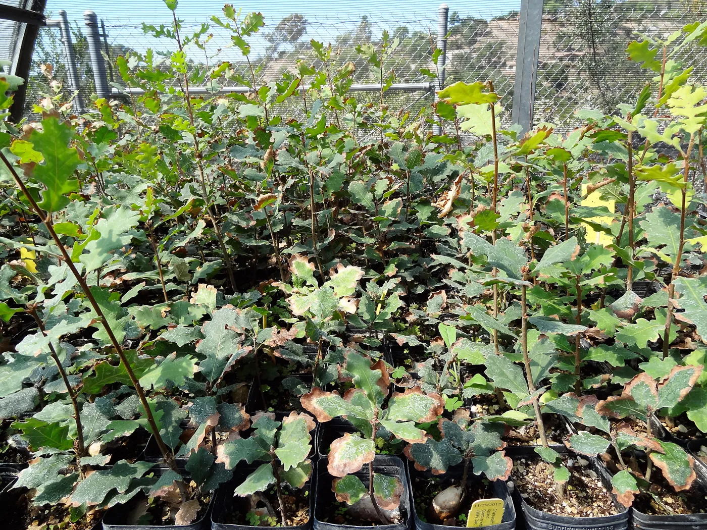 SBBG Horticulture, plant propagation at the Hort unit