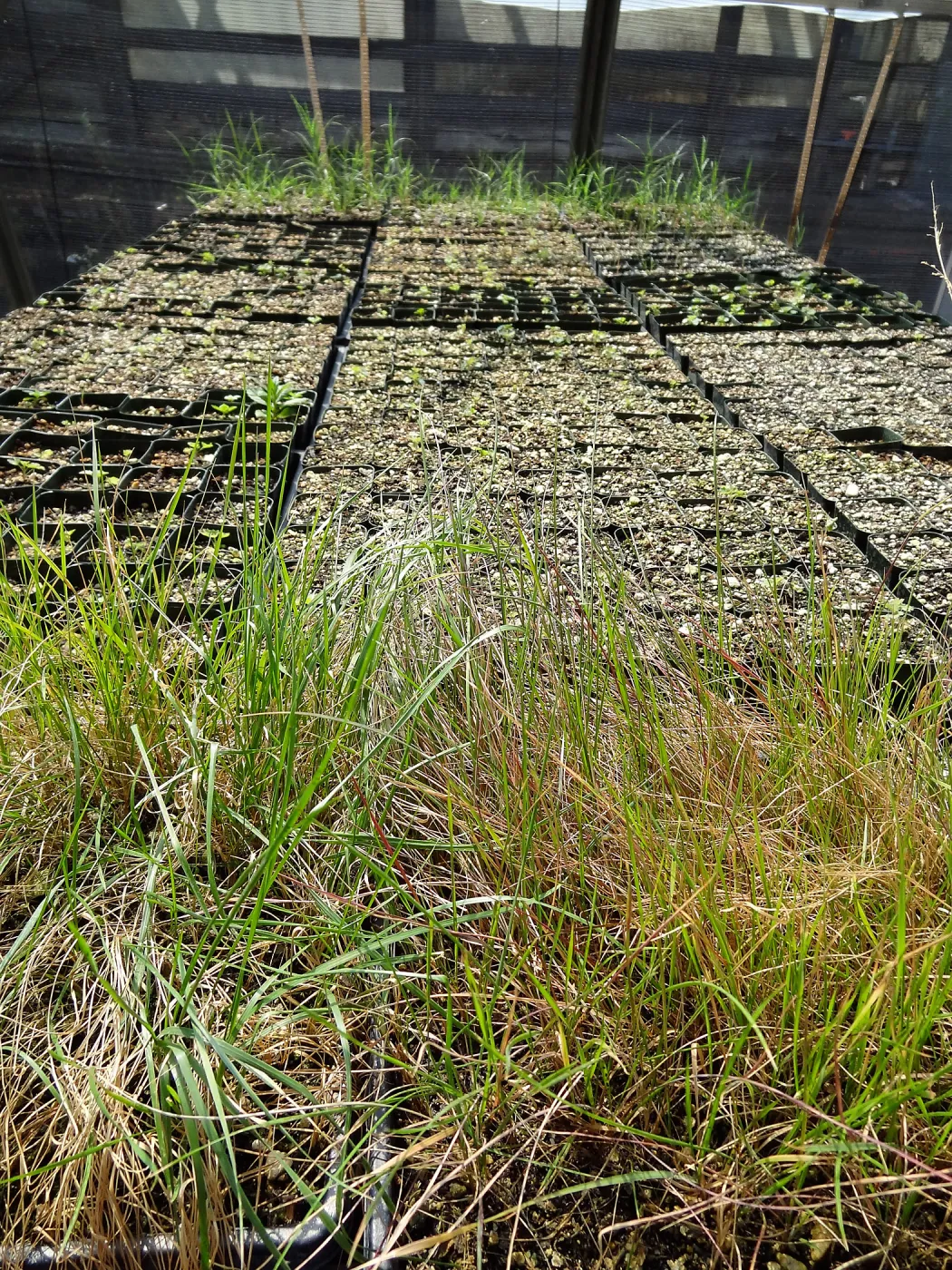 SBBG Horticulture, plant propagation at the Hort unit