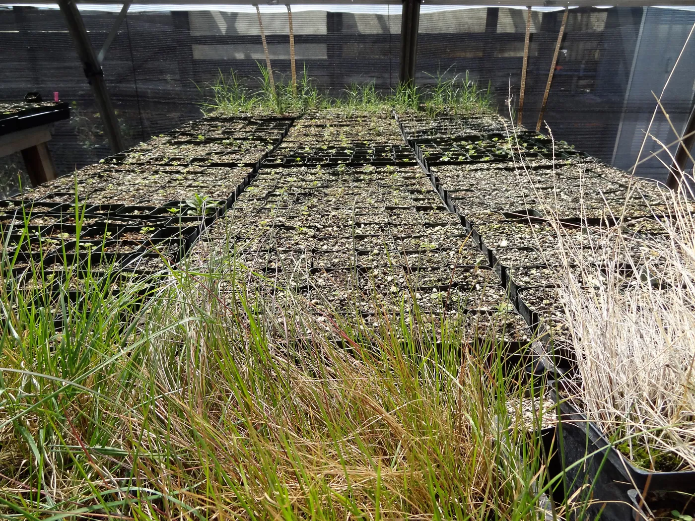 SBBG Horticulture, plant propagation at the Hort unit