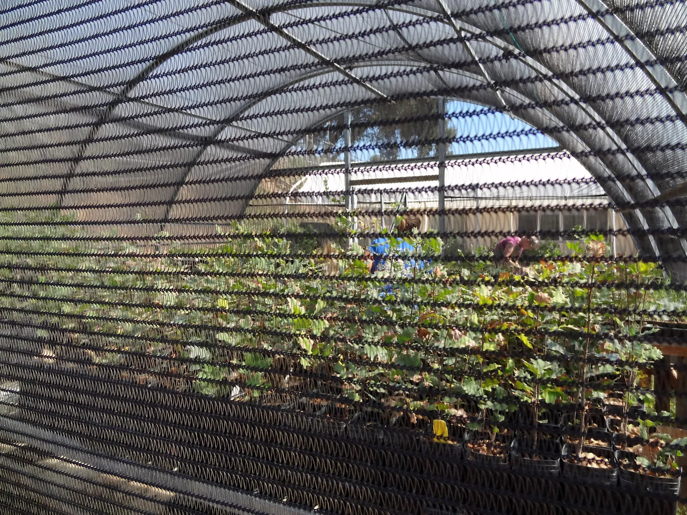 SBBG Horticulture, plant propagation at the Hort unit, contract growing, Heather Wehnau and Bonnie Whitney