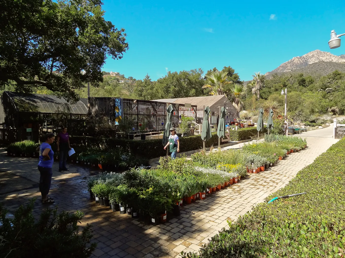 SBBG Fall Plant Sale 2013 set up in the Garden Courtyard and Garden Growers Nursery, Betsy Lape and Heather Wehnau