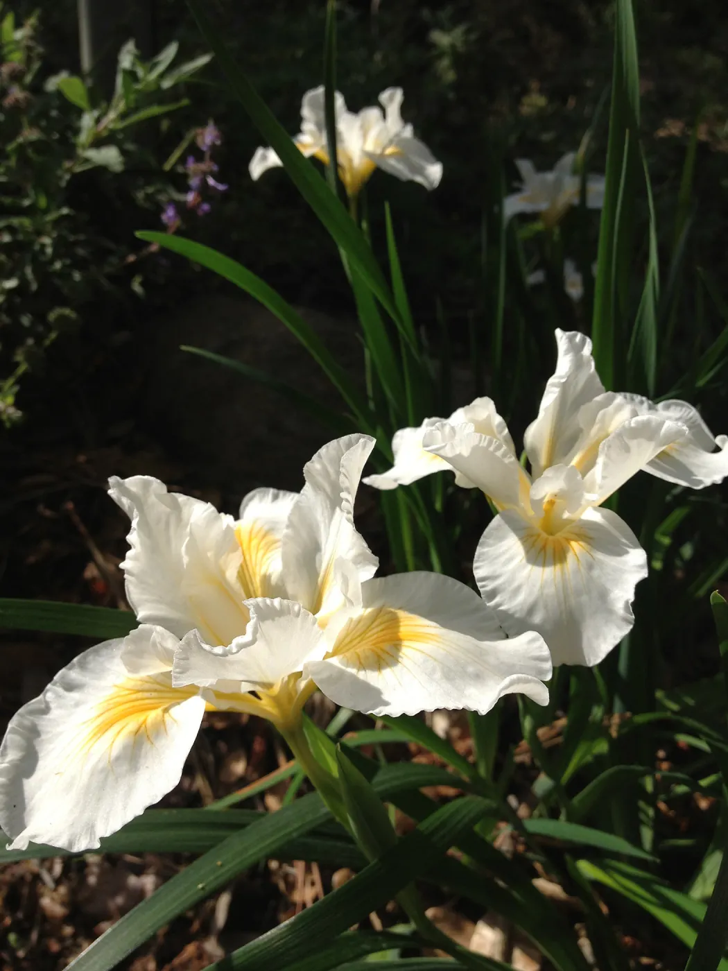 Iris cv. Canyon Snow, SBBG