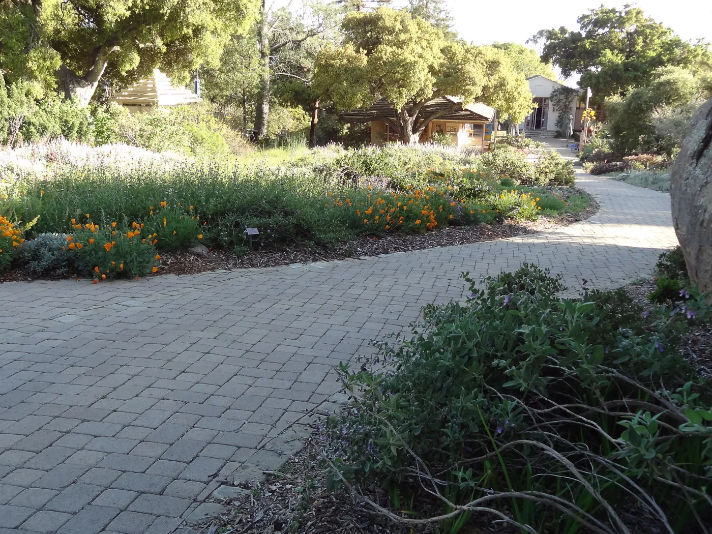 Lower Meadow and pavered path leading back to the Courtyard, late afternoon sunlight, SBBG