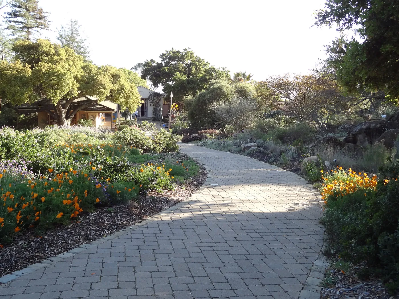 Lower Meadow and pavered path leading back to the Courtyard, late afternoon sunlight, SBBG