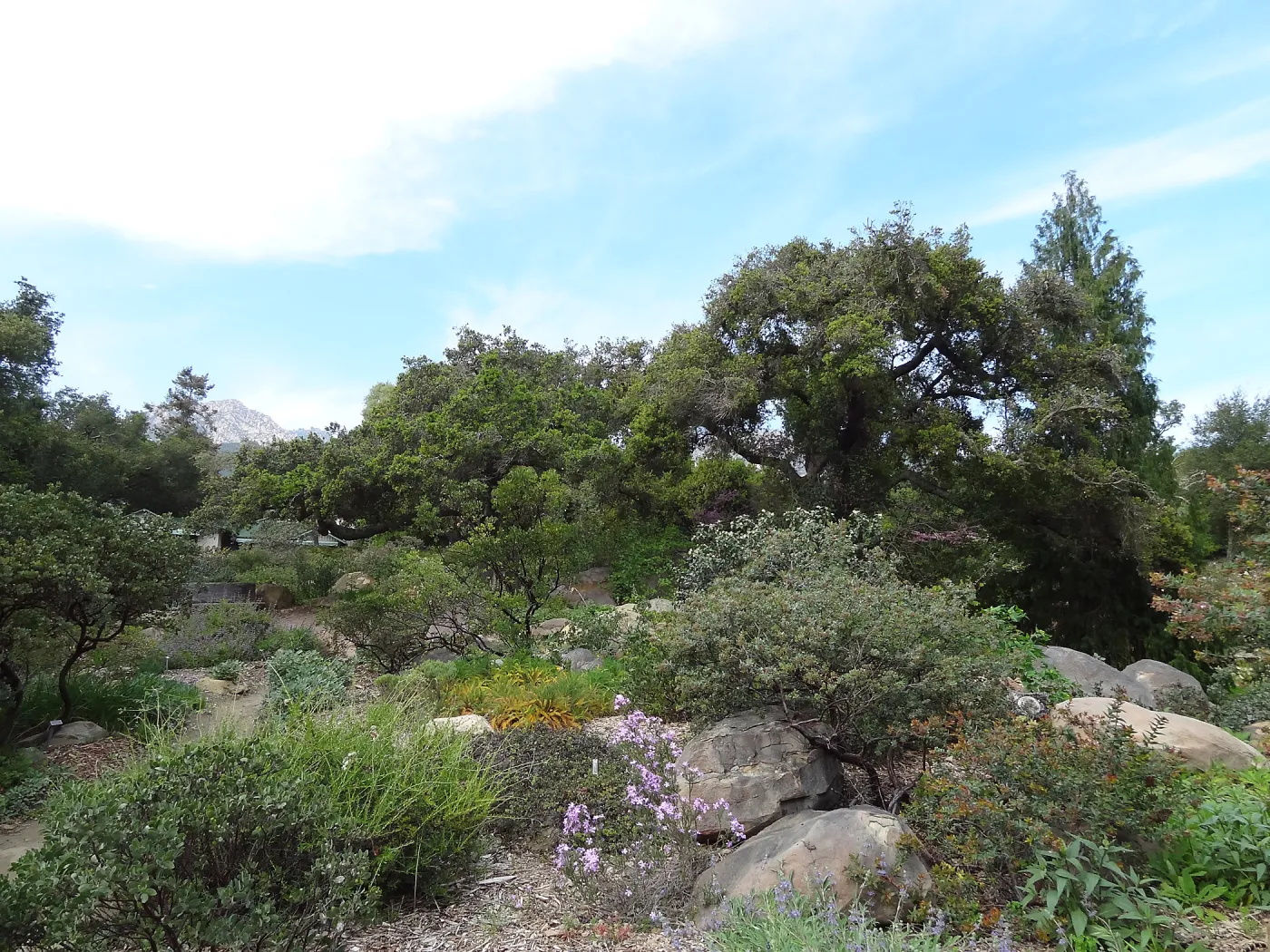 Manzanita Section after large dead oak was removed, March 2013