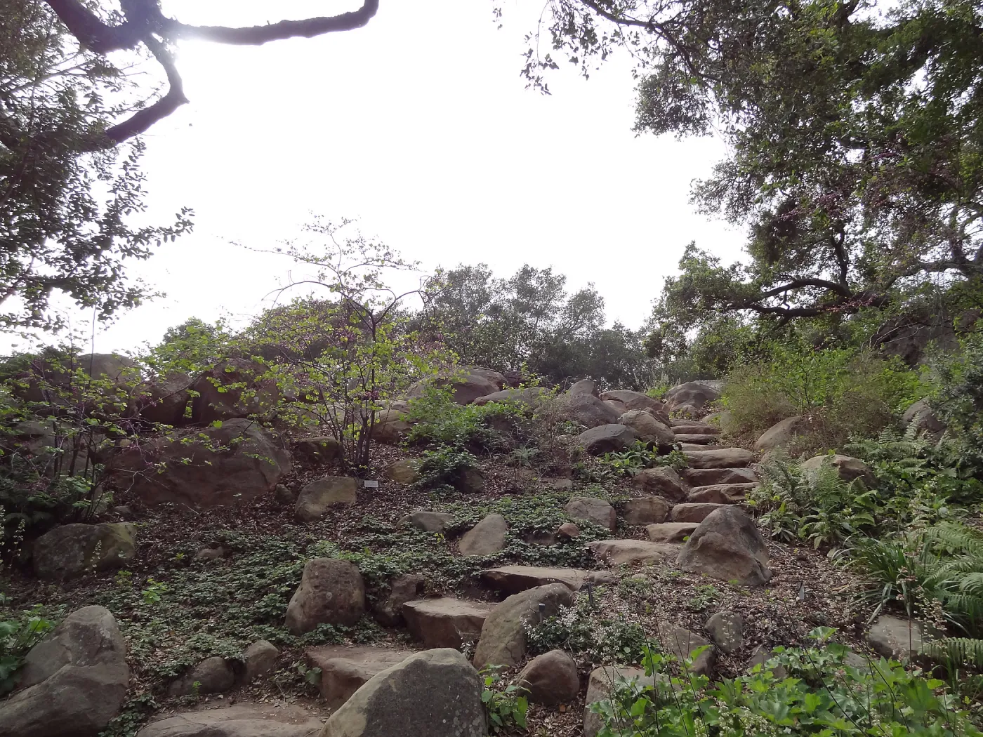 Manzanita Section after large dead oak was removed, March 2013