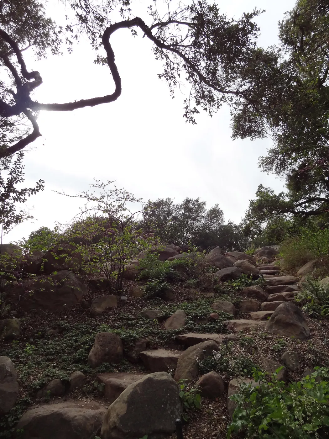 Manzanita Section after large dead oak was removed, March 2013