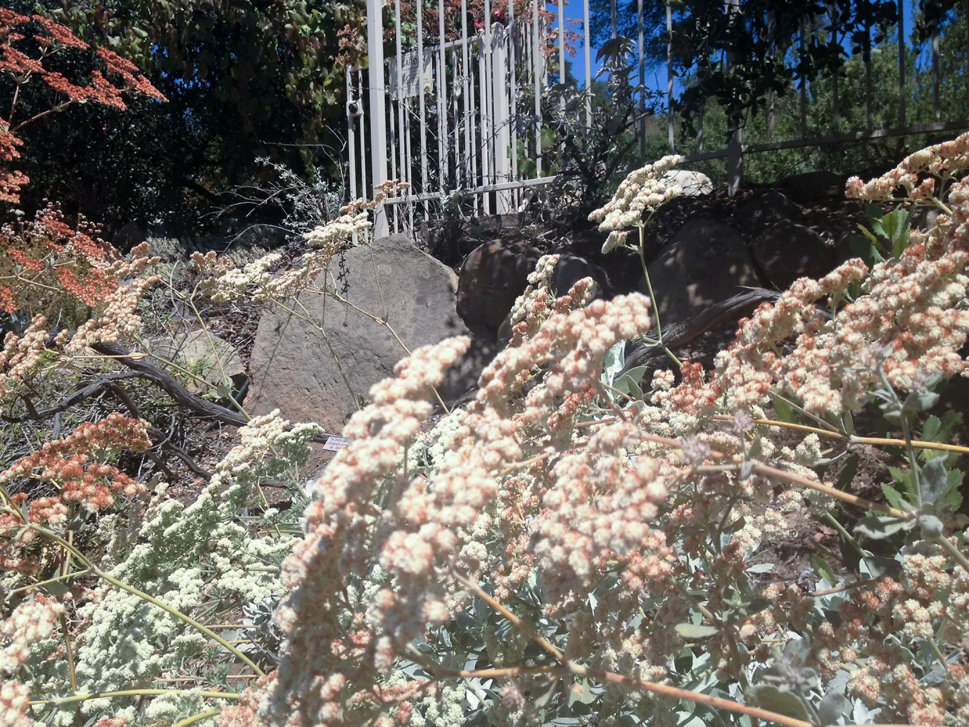 Eriogonum giganteum in flower, SBBG
