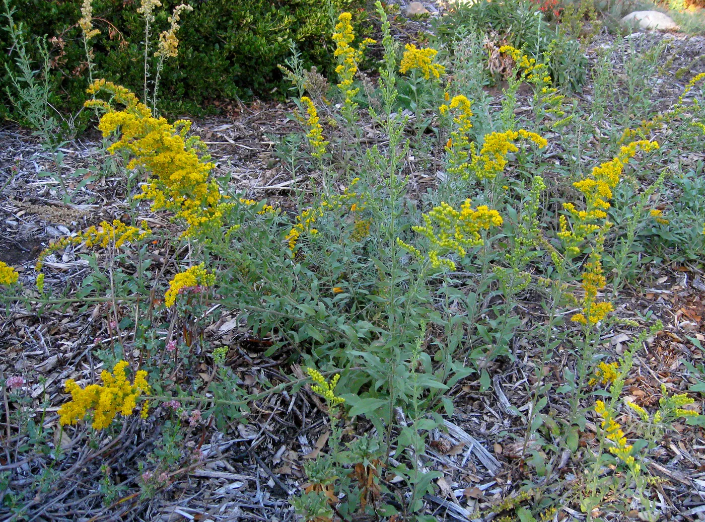 Goldenrod