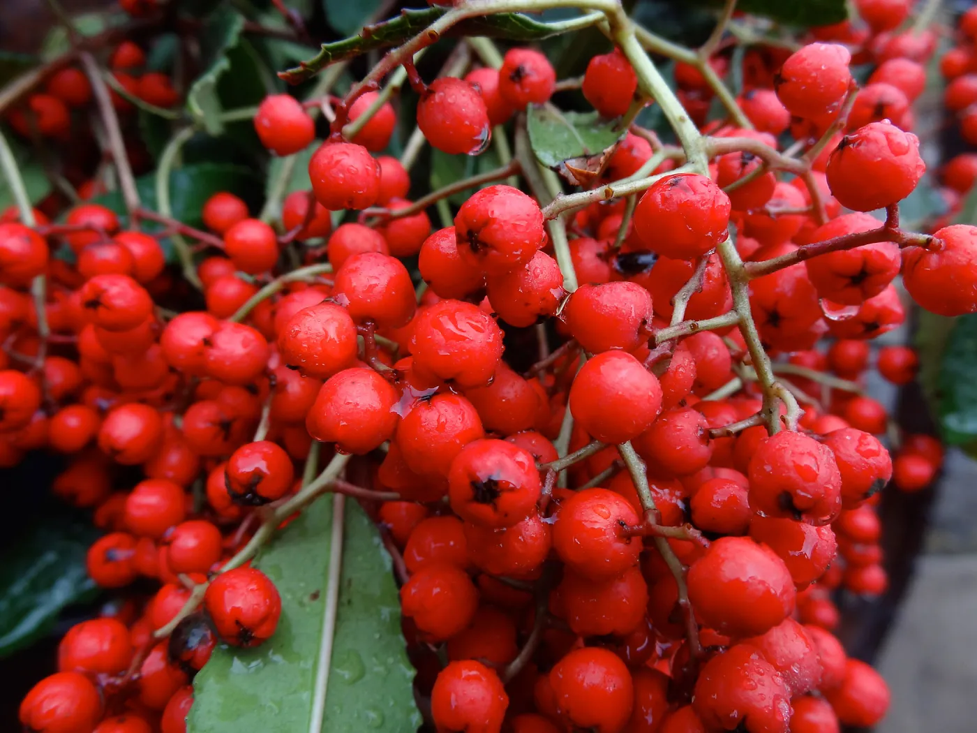 Toyon Pomes